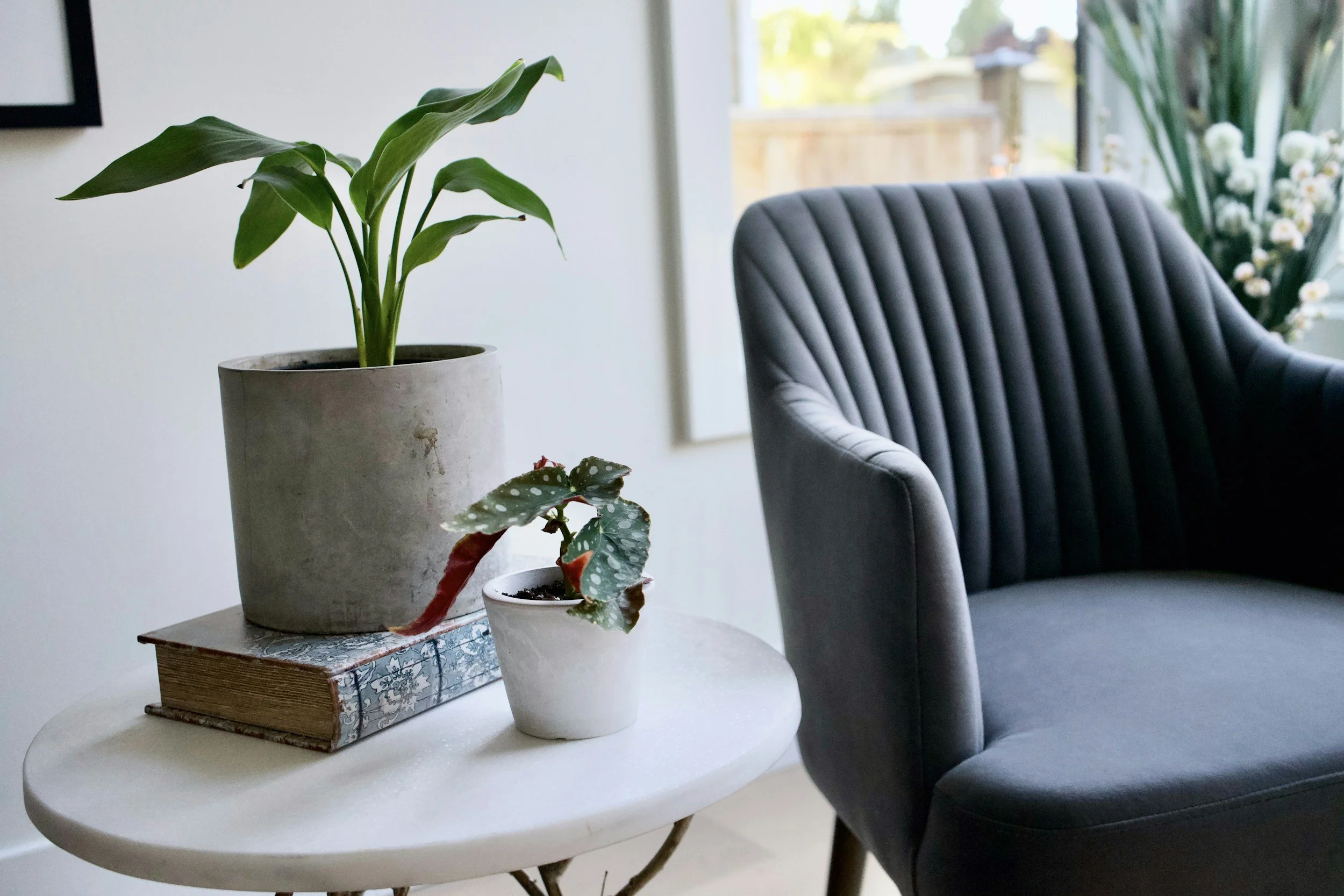 Indoor scene with a white round side table holding two potted plants, one large in a concrete planter and one small in a white ceramic pot, next to a black upholstered chair with vertical stitching, near a window with a view of a backyard.