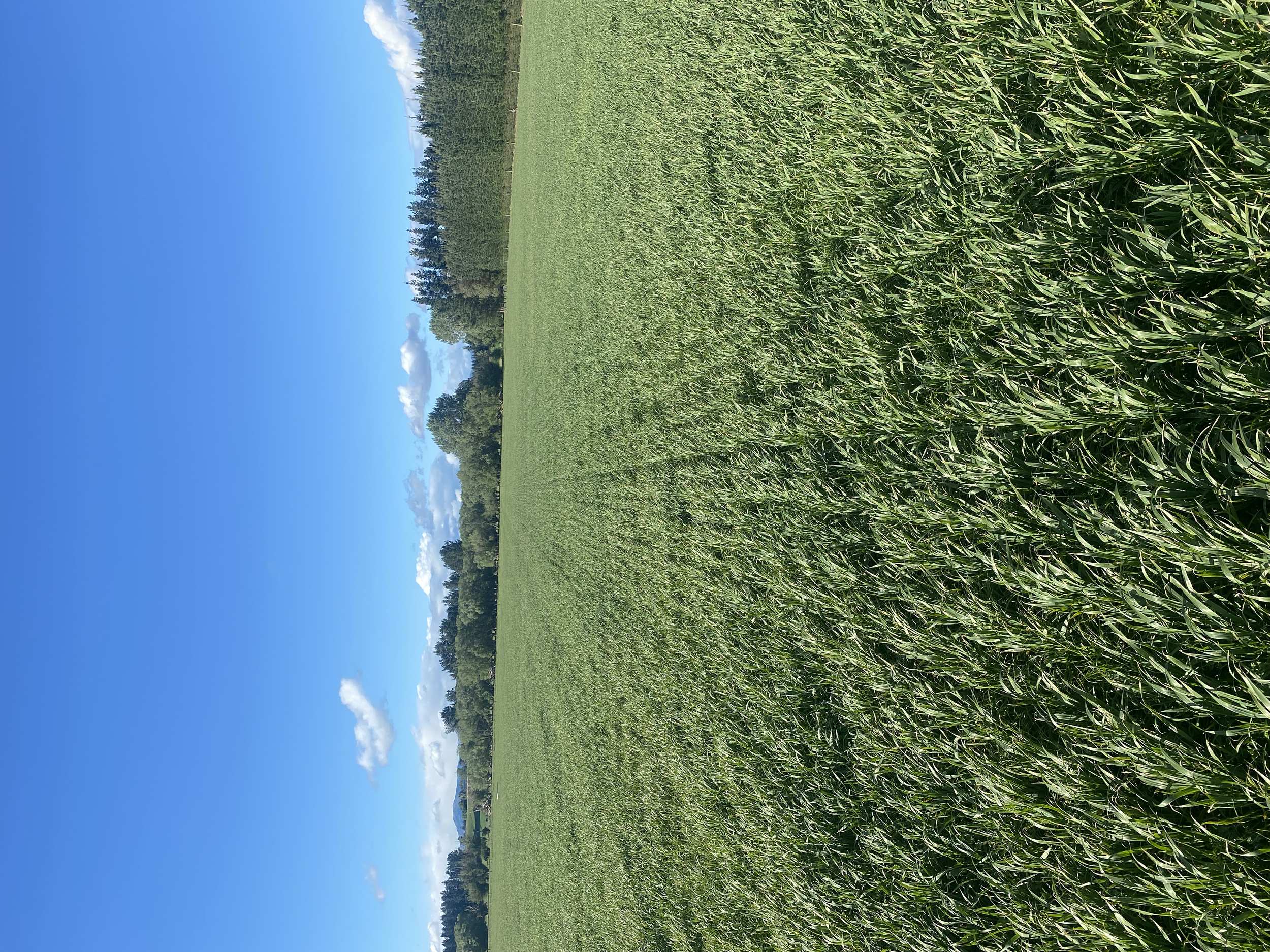 oats and grass we drilled 