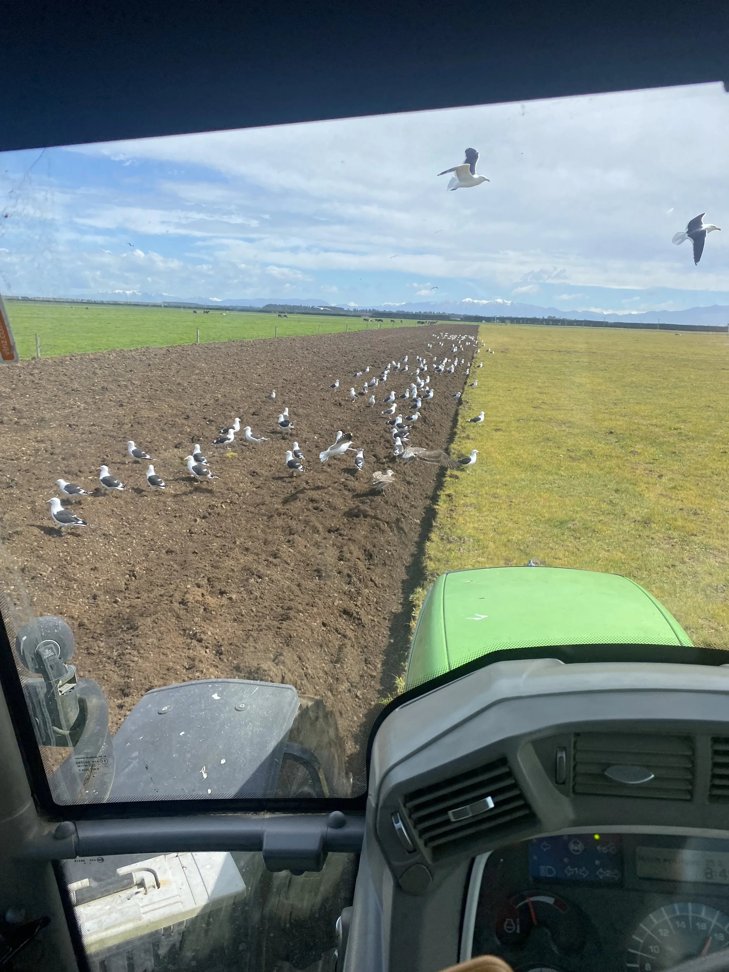 Field divided into two parts, one with exposed soil and the other with grass, seen from inside a tractor. Numerous seagulls are gathered on the soil and flying in the sky, with mountains and a cloudy sky in the background.