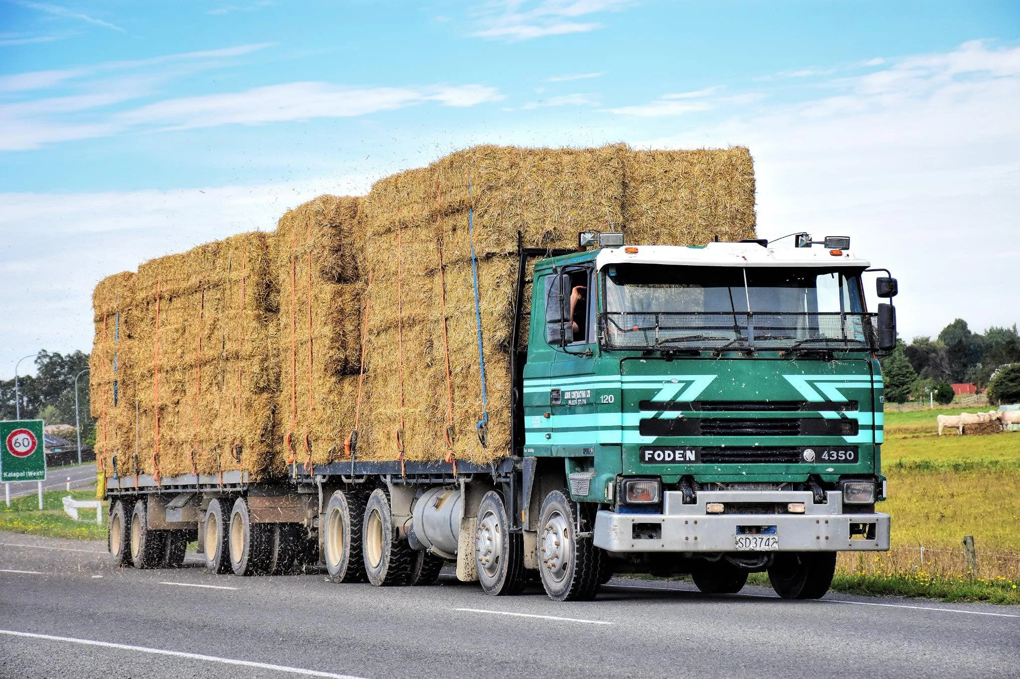 A large truck carrying hay bales driving on a highway with a rural landscape and cattle in the background.