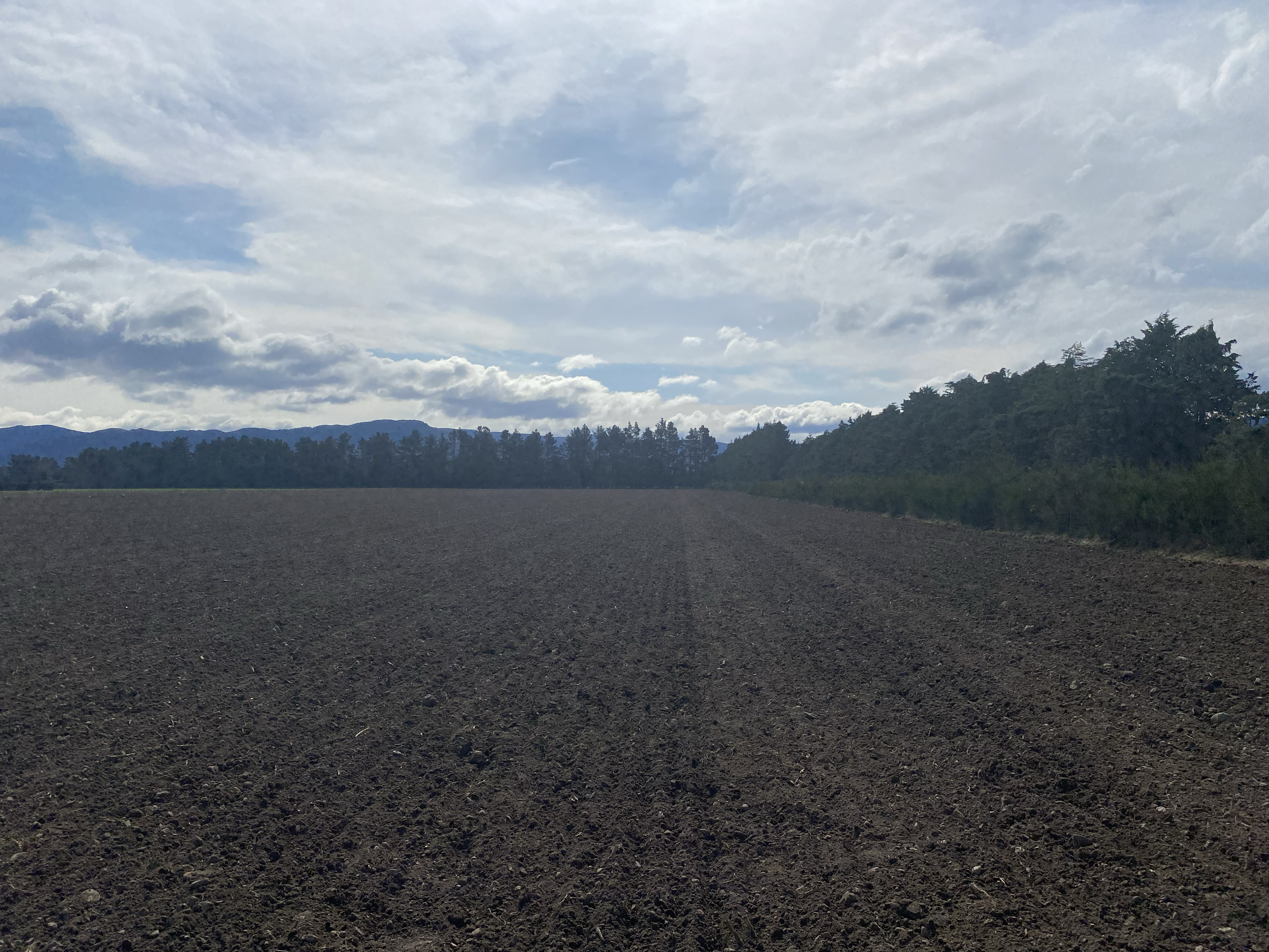 paddock of kale after drilling was completed 