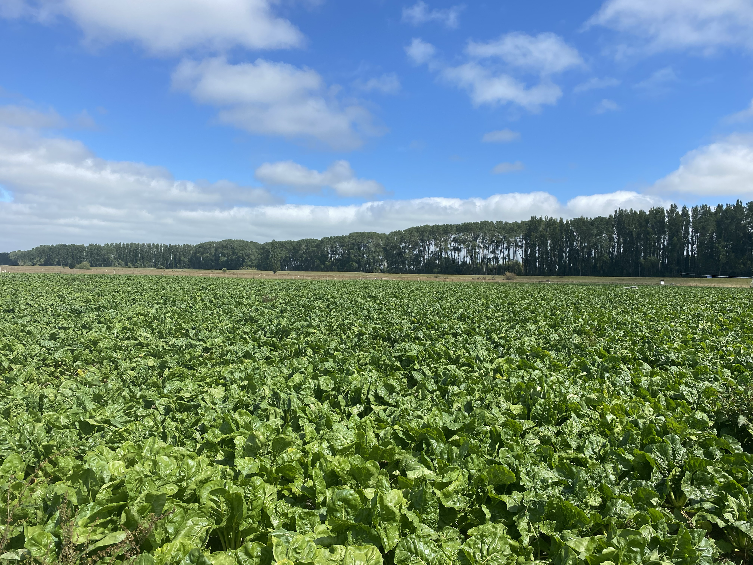 fodder beet strip tilled in coutts island 