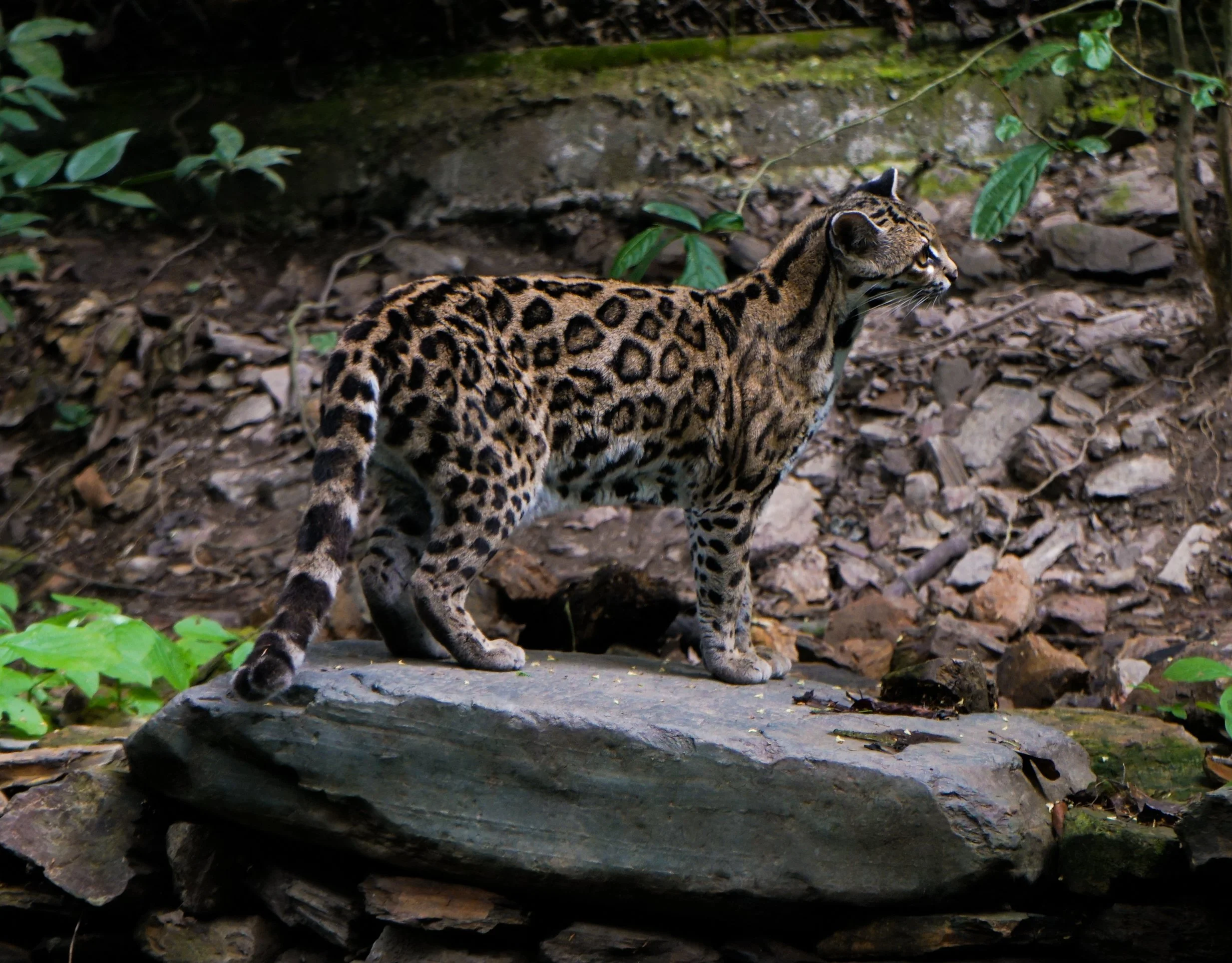 Margay.jpg
