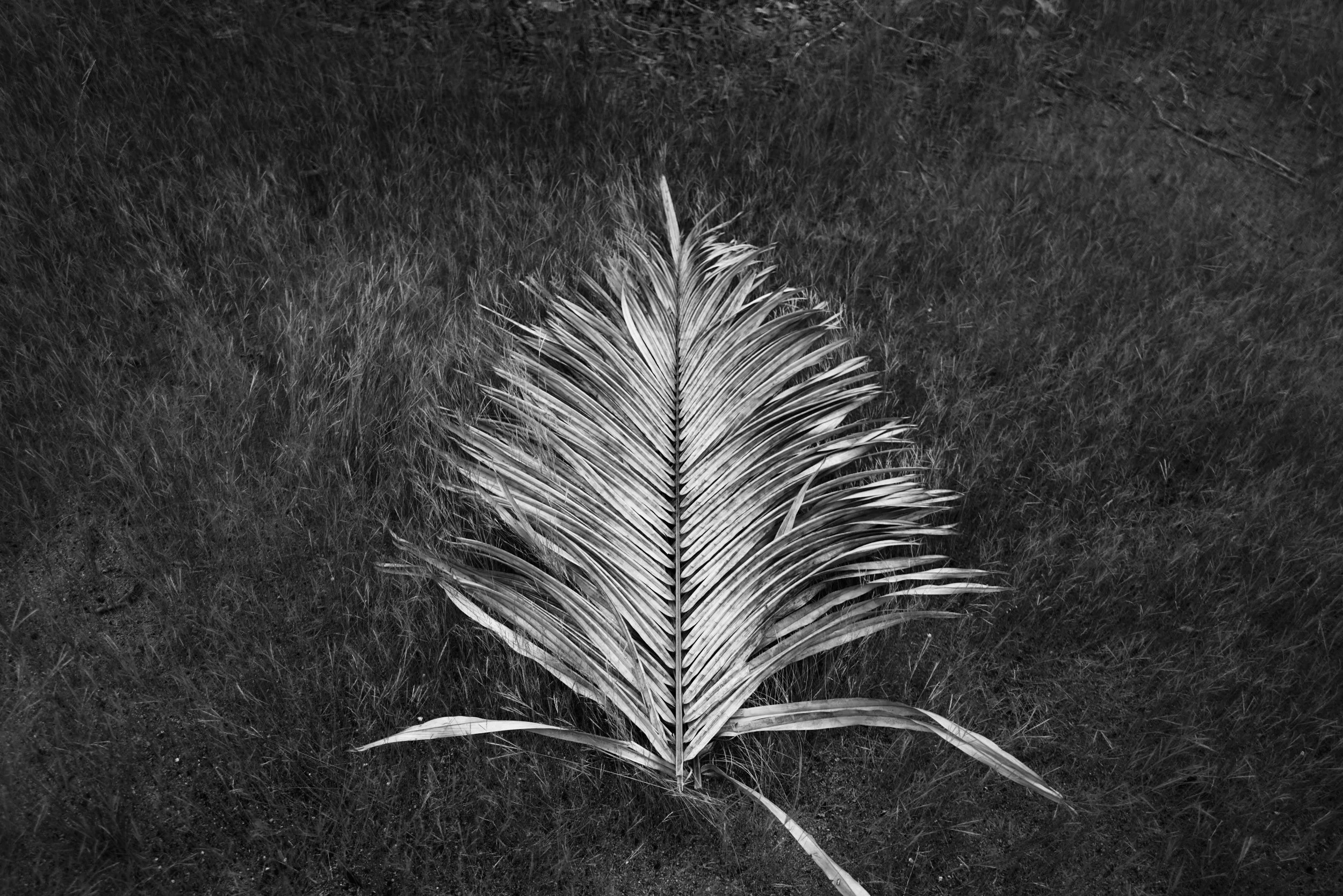 Palm 1.jpg