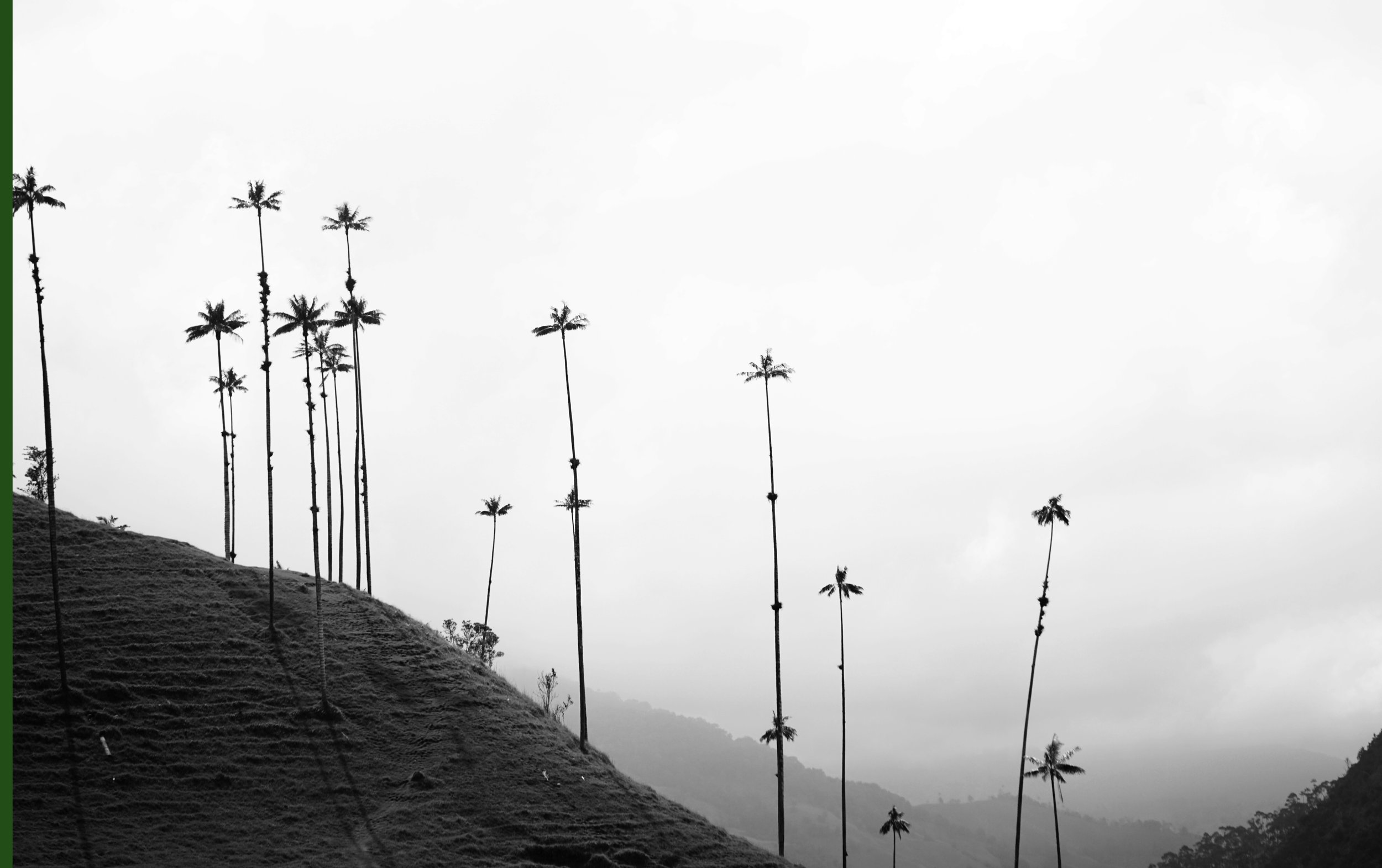 Cocora 4.jpg