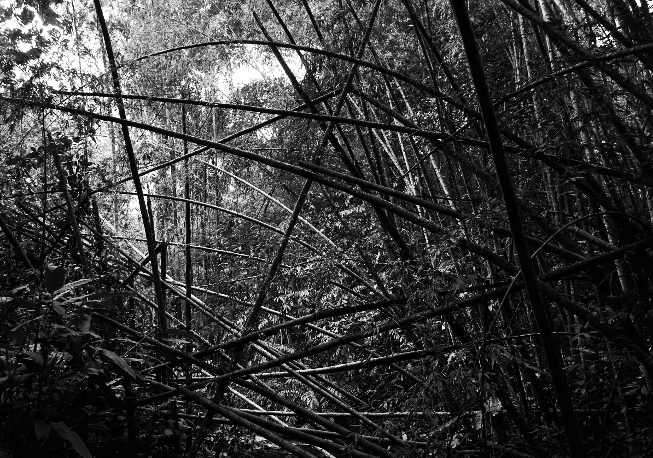 Bamboo 1.jpg