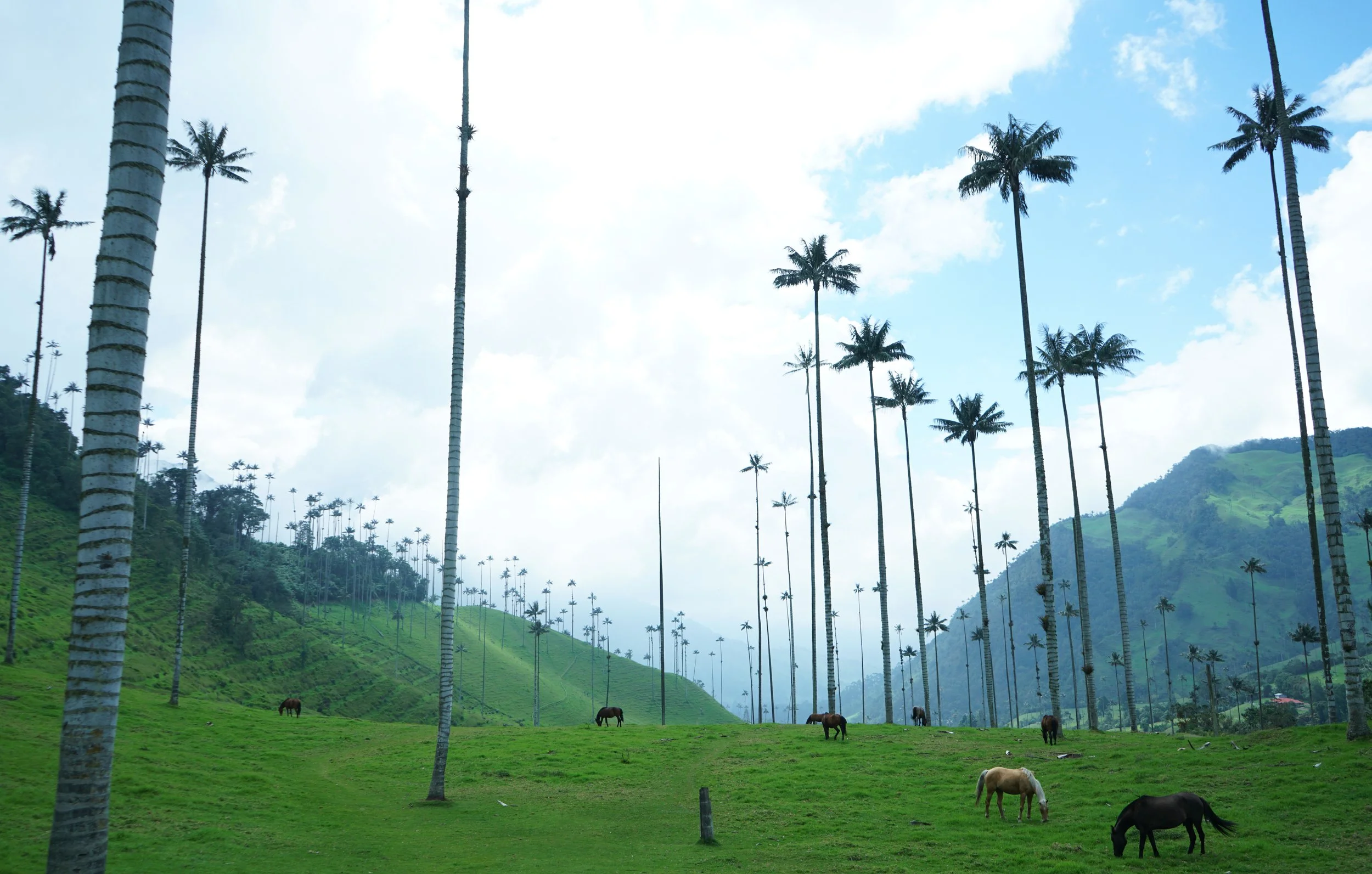 Cocora 2.jpg
