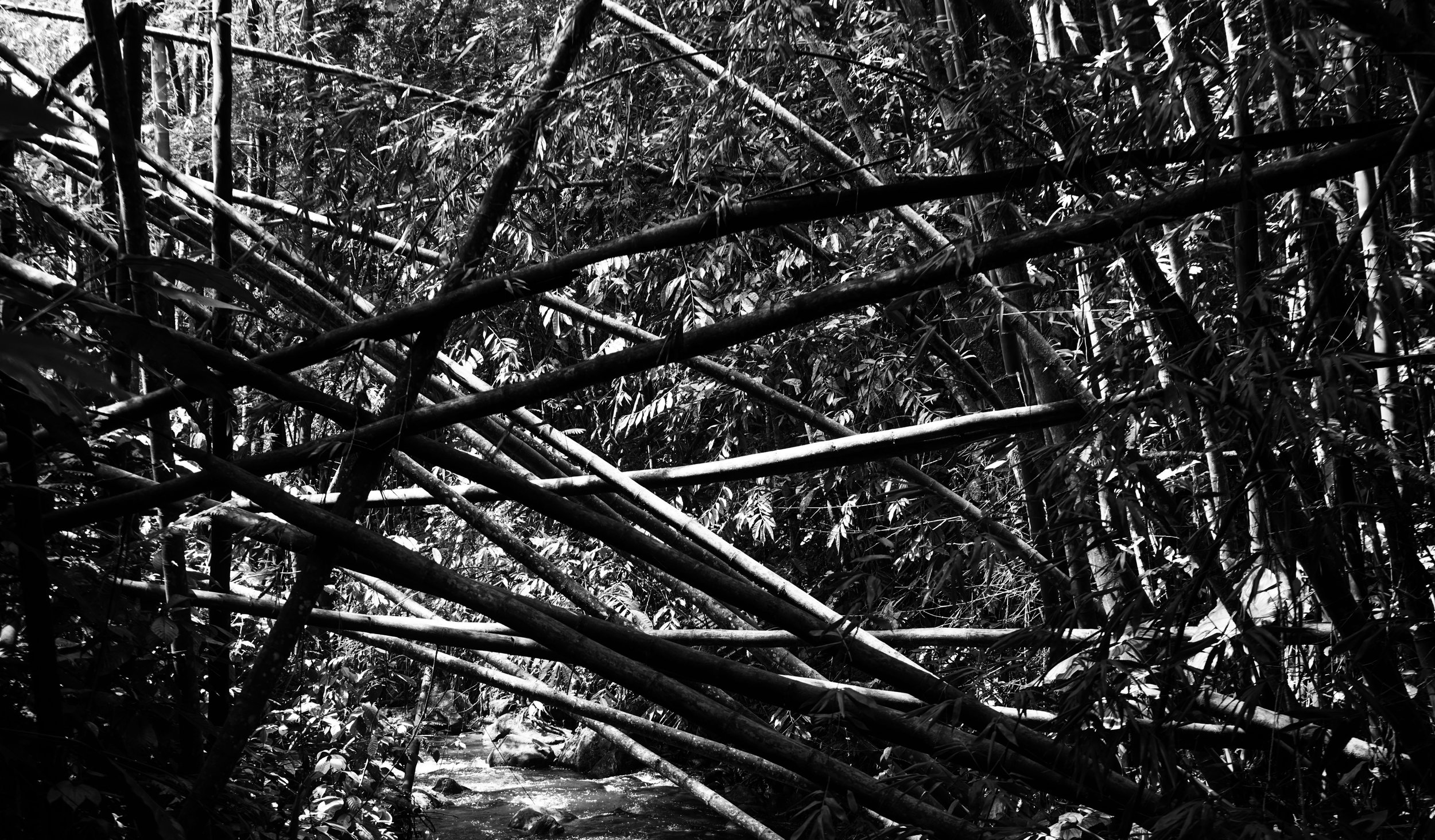 Bamboo 2.jpg