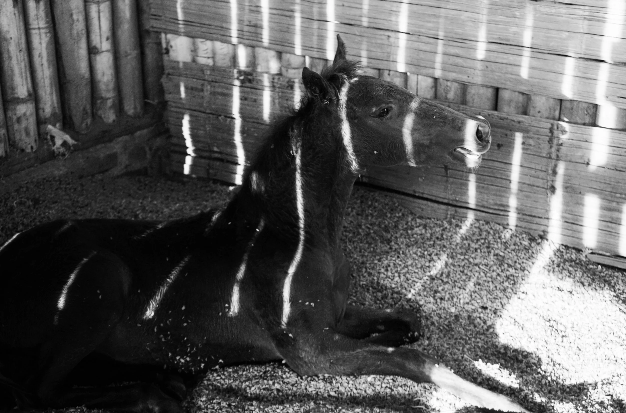 Horse 2.jpg