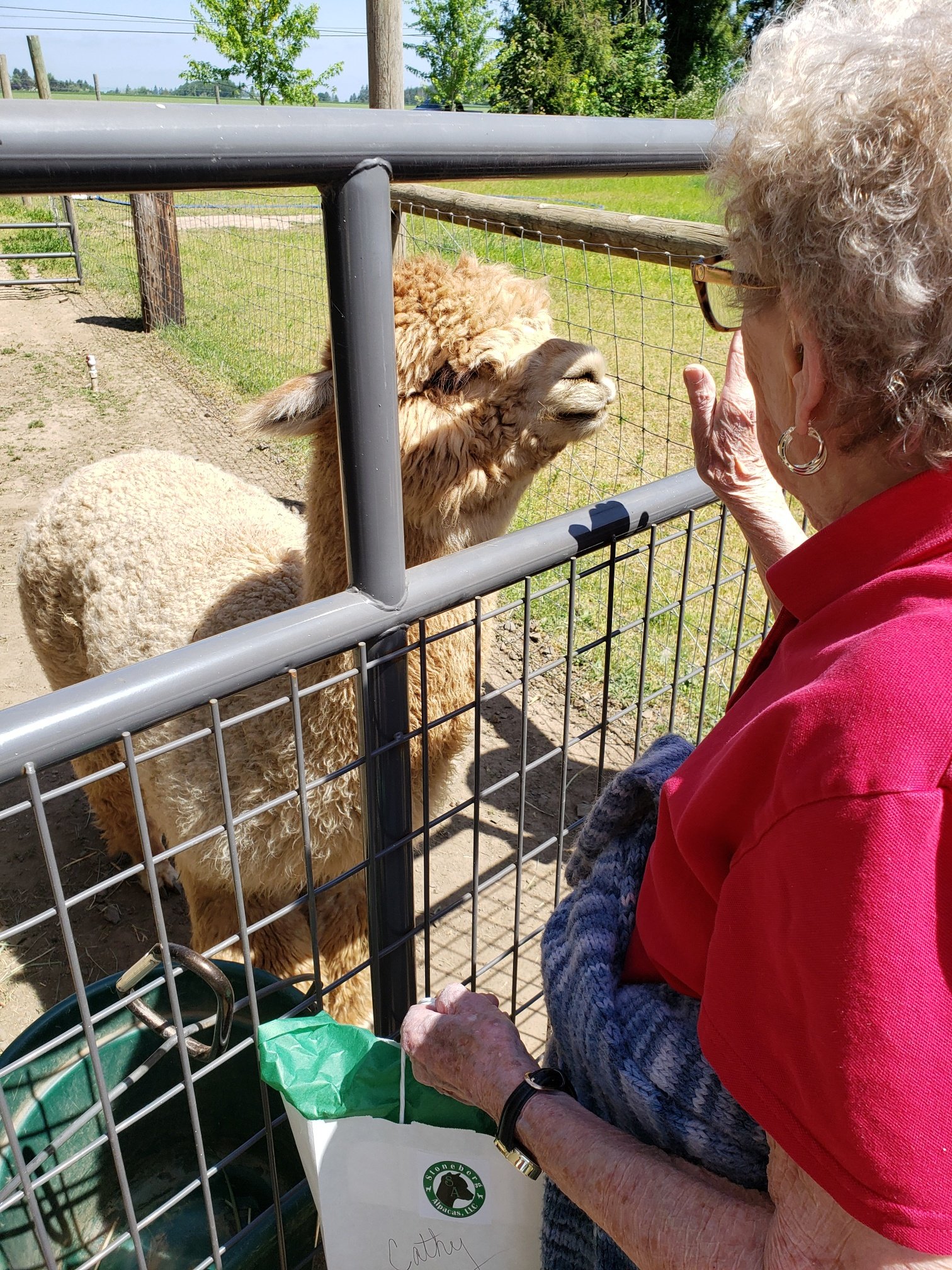 Alpaca Farm-Cathy! .jpg