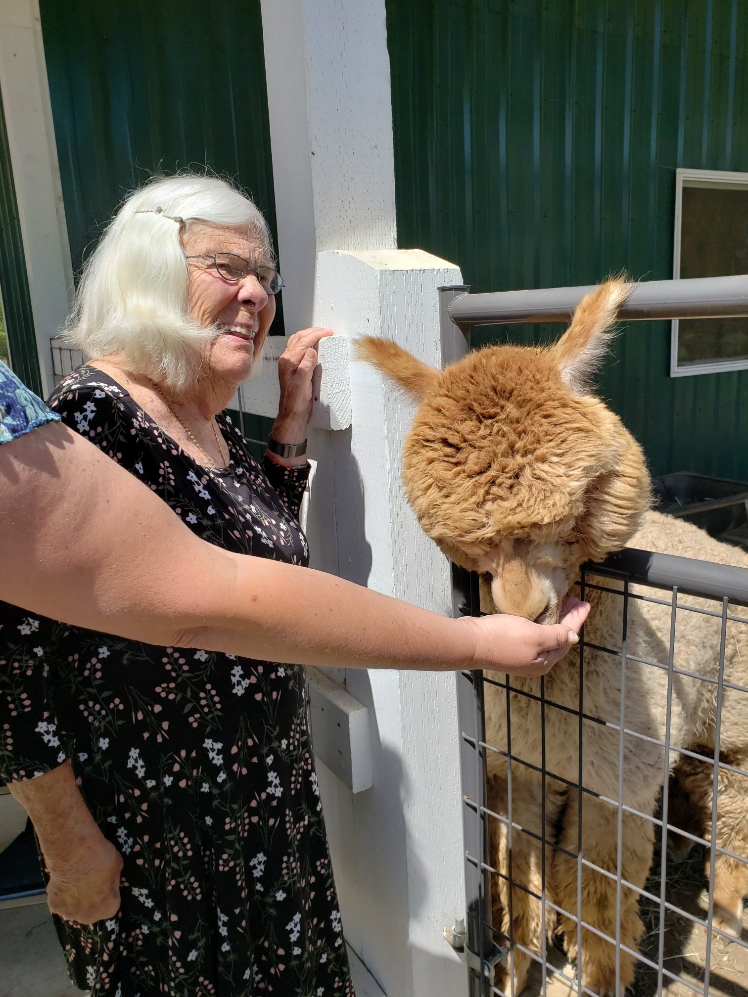 Alpaca Farm-Ann! .jpg