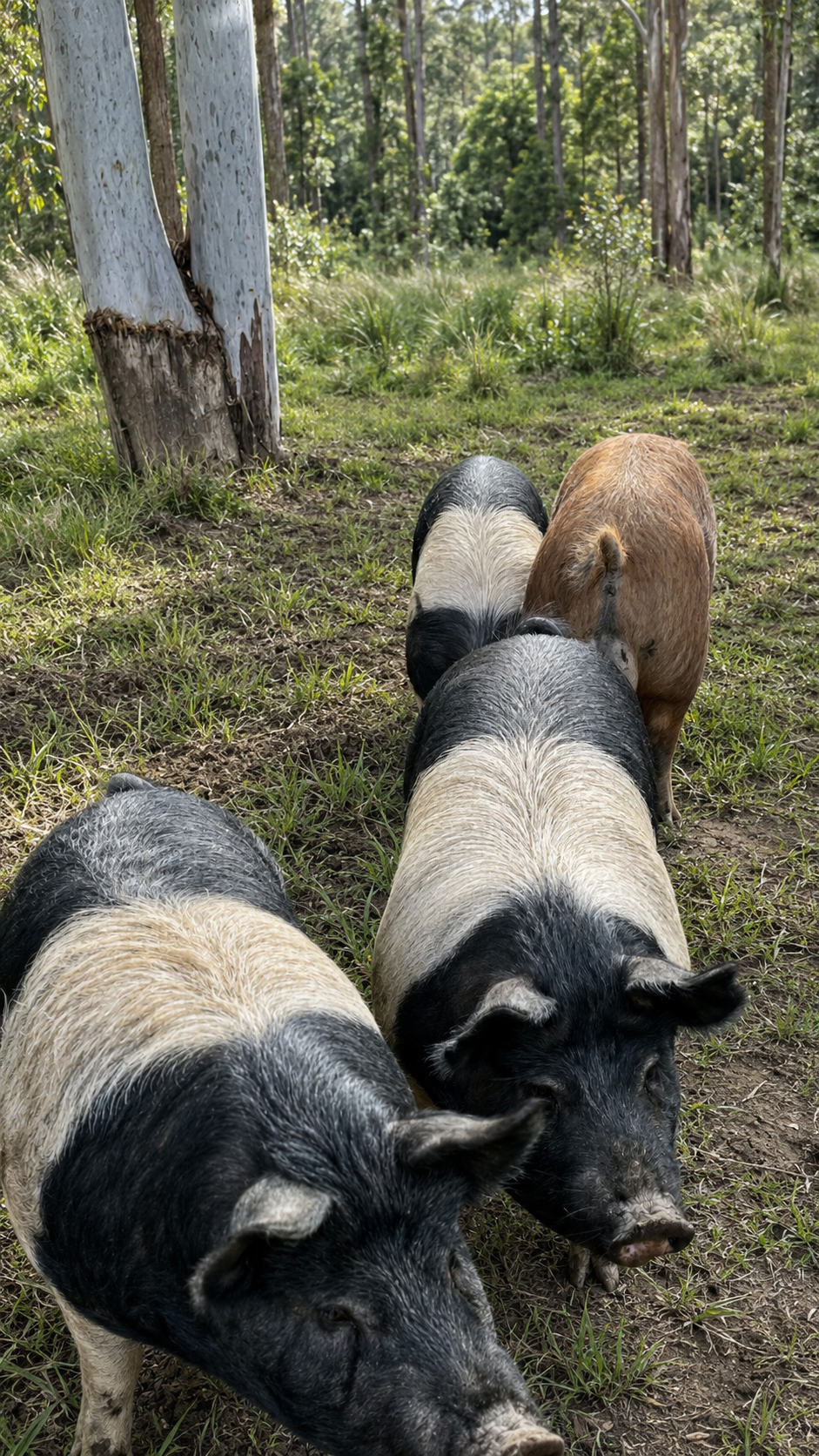 Four black and white pigs walk through a grassy forested area with trees and green foliage.