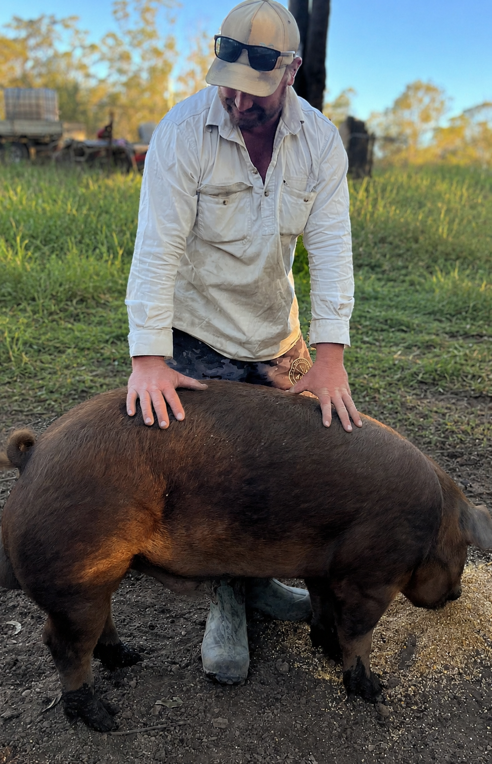 A man wearing a beige cap with sunglasses, a white long sleeve shirt, and camouflage shorts is giving a back massage to a large brown pig in a grassy outdoor area during late afternoon or early evening.