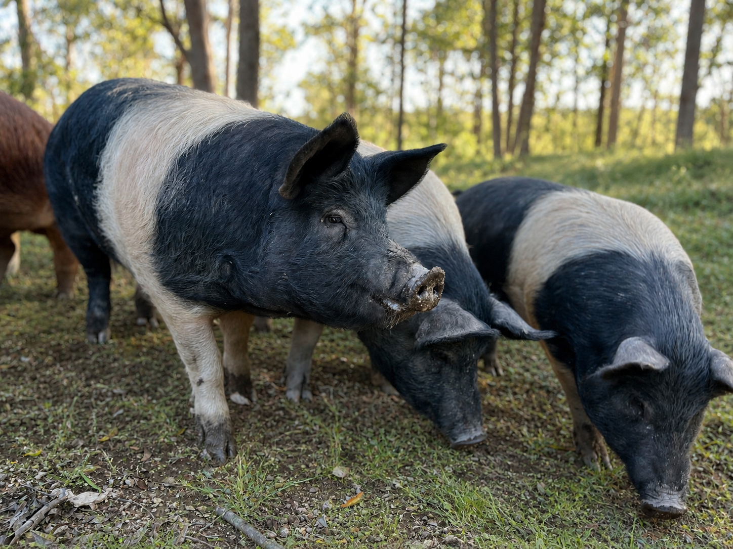 Group of black and white pigs grazing on grassy ground in a wooded area.