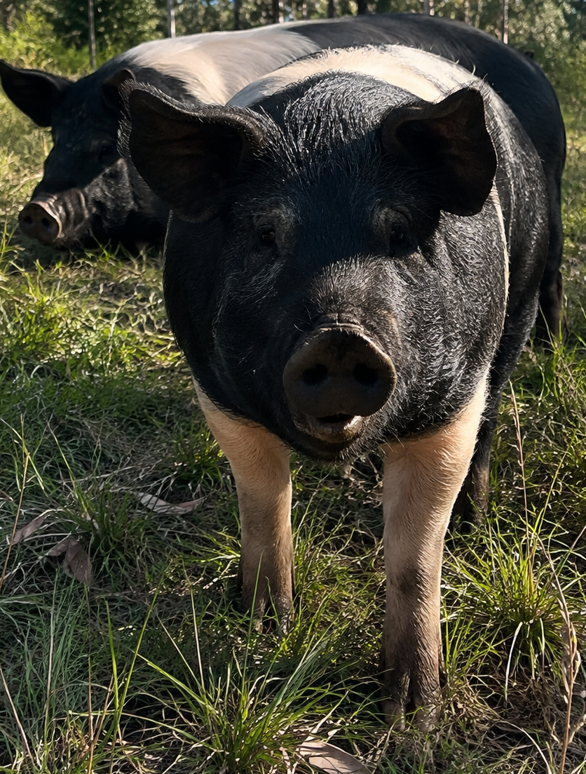 Pastured pork, happy healthy pigs