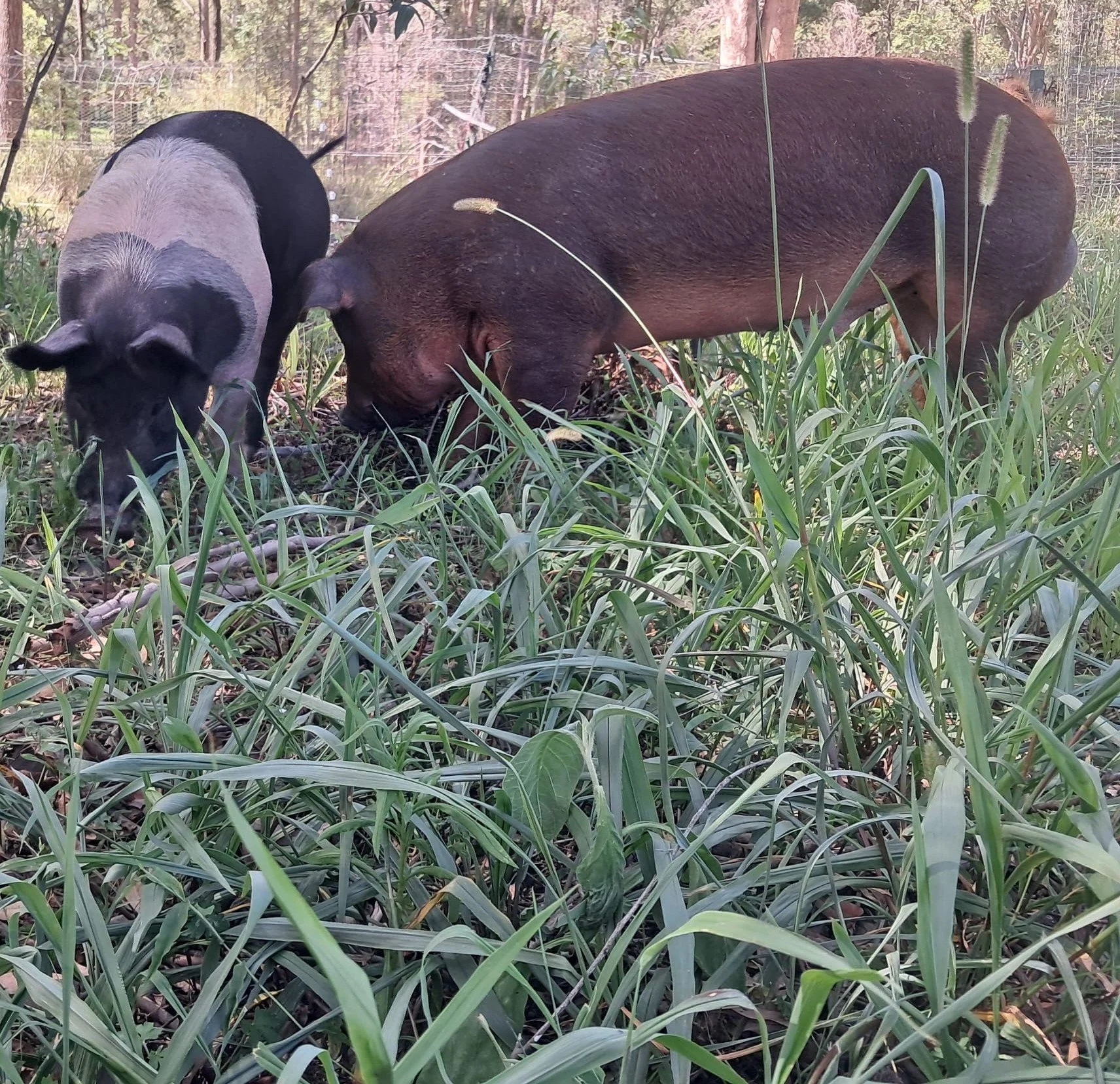 Pastured pork, happy healthy pigs