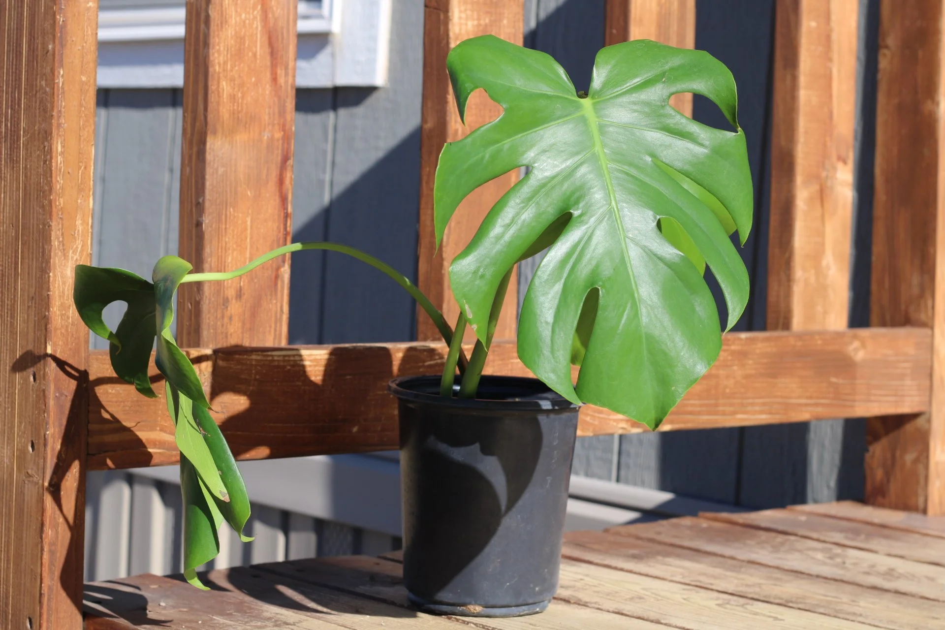 Monstera Deliciosa