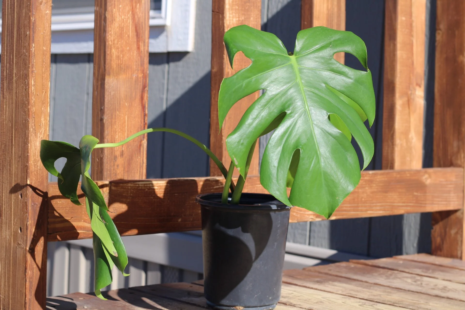 Monstera Deliciosa- $20 