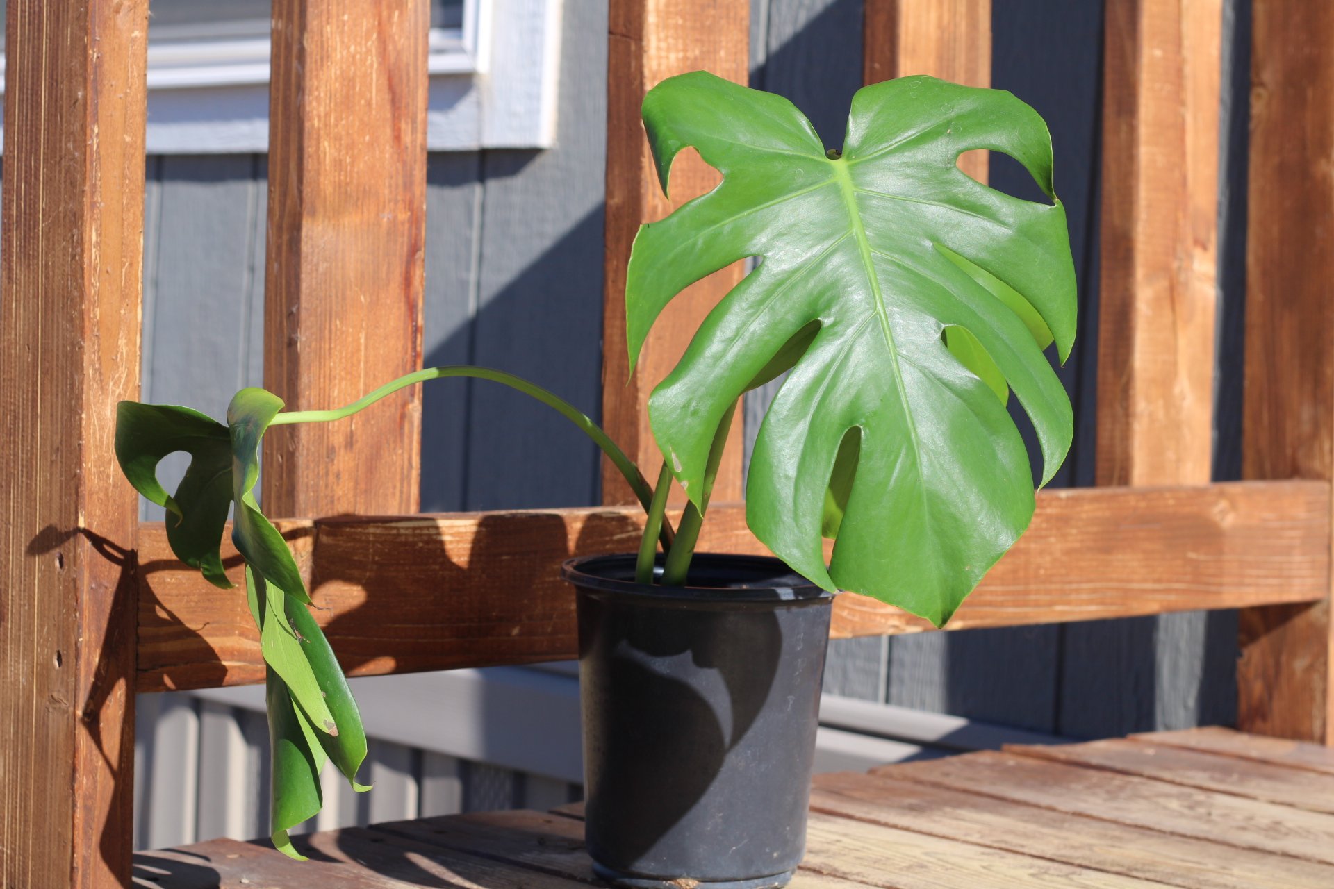 House Plants