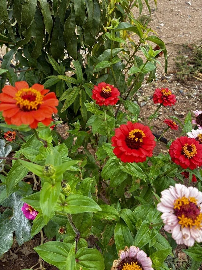 Ornamentals
