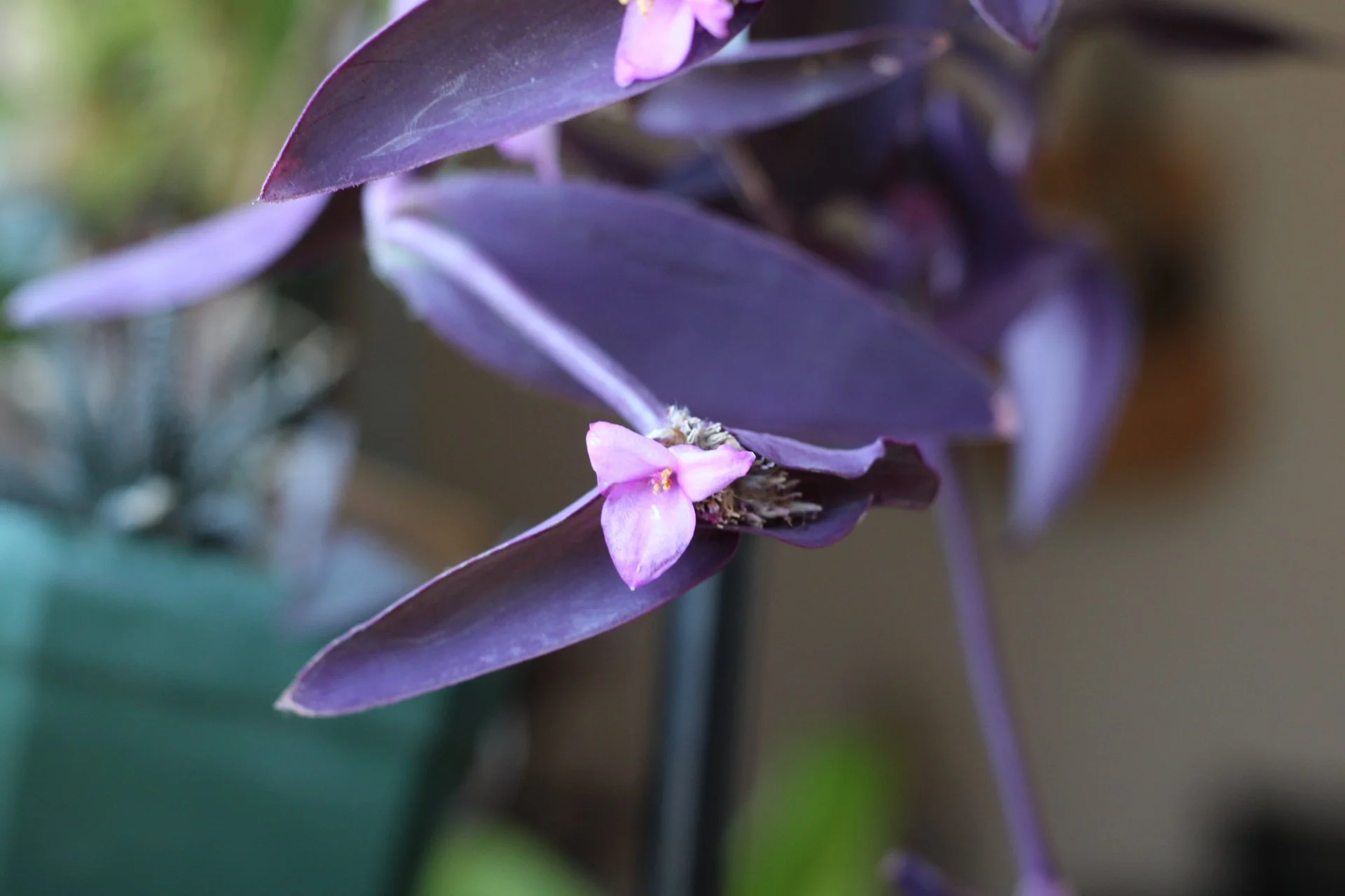 Purple Heart Mother Plant 