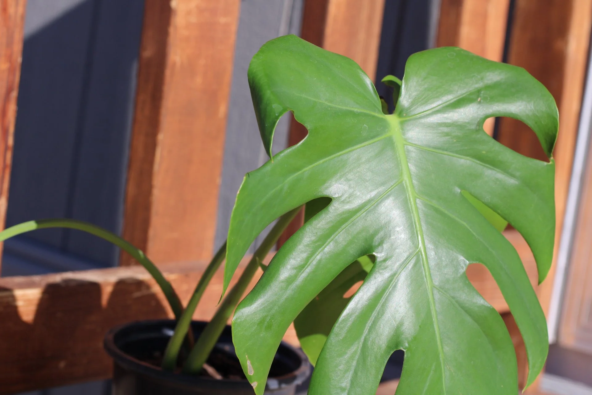 Monstera Deliciosa- $20 