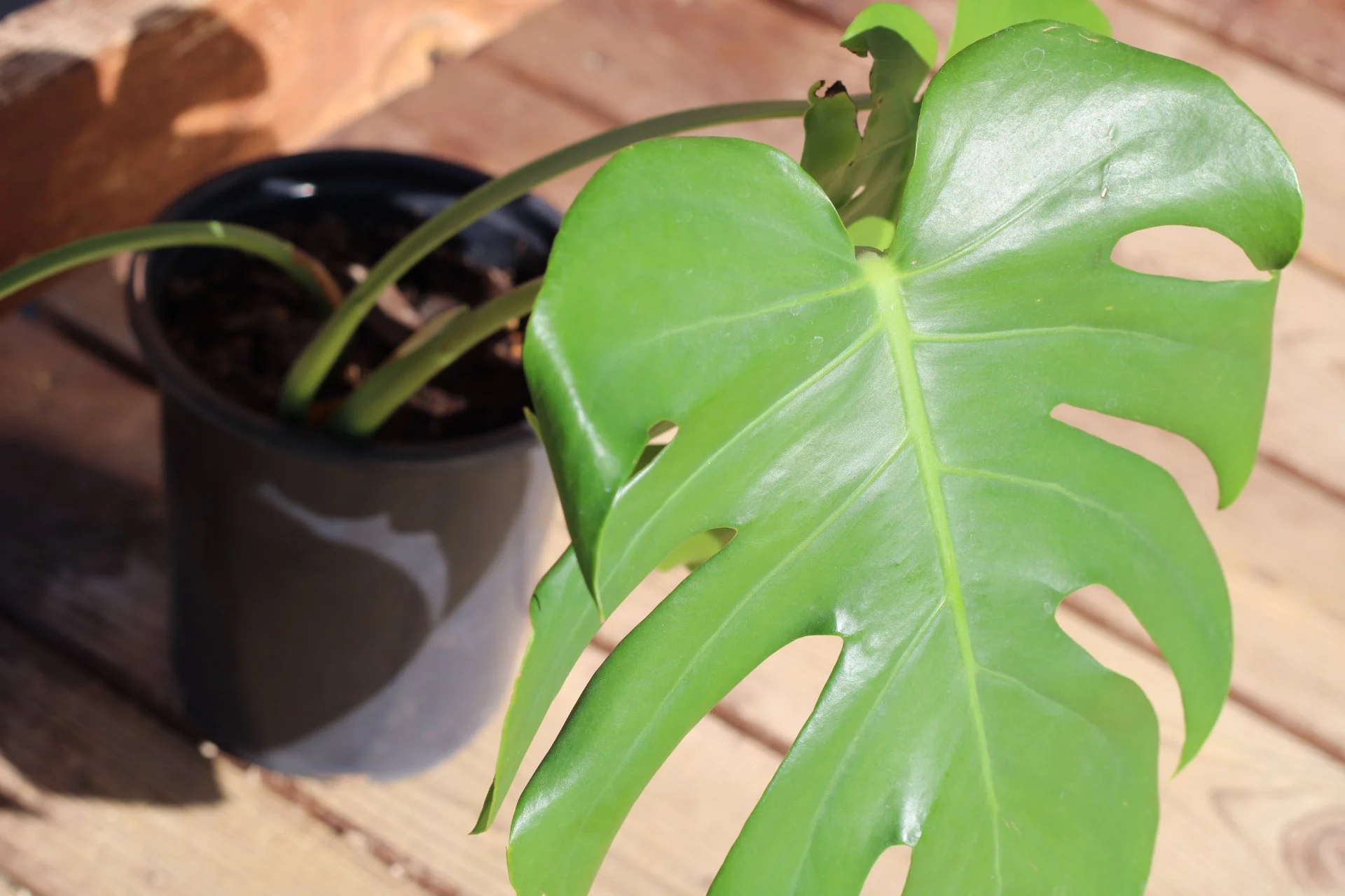 Monstera Deliciosa- $20