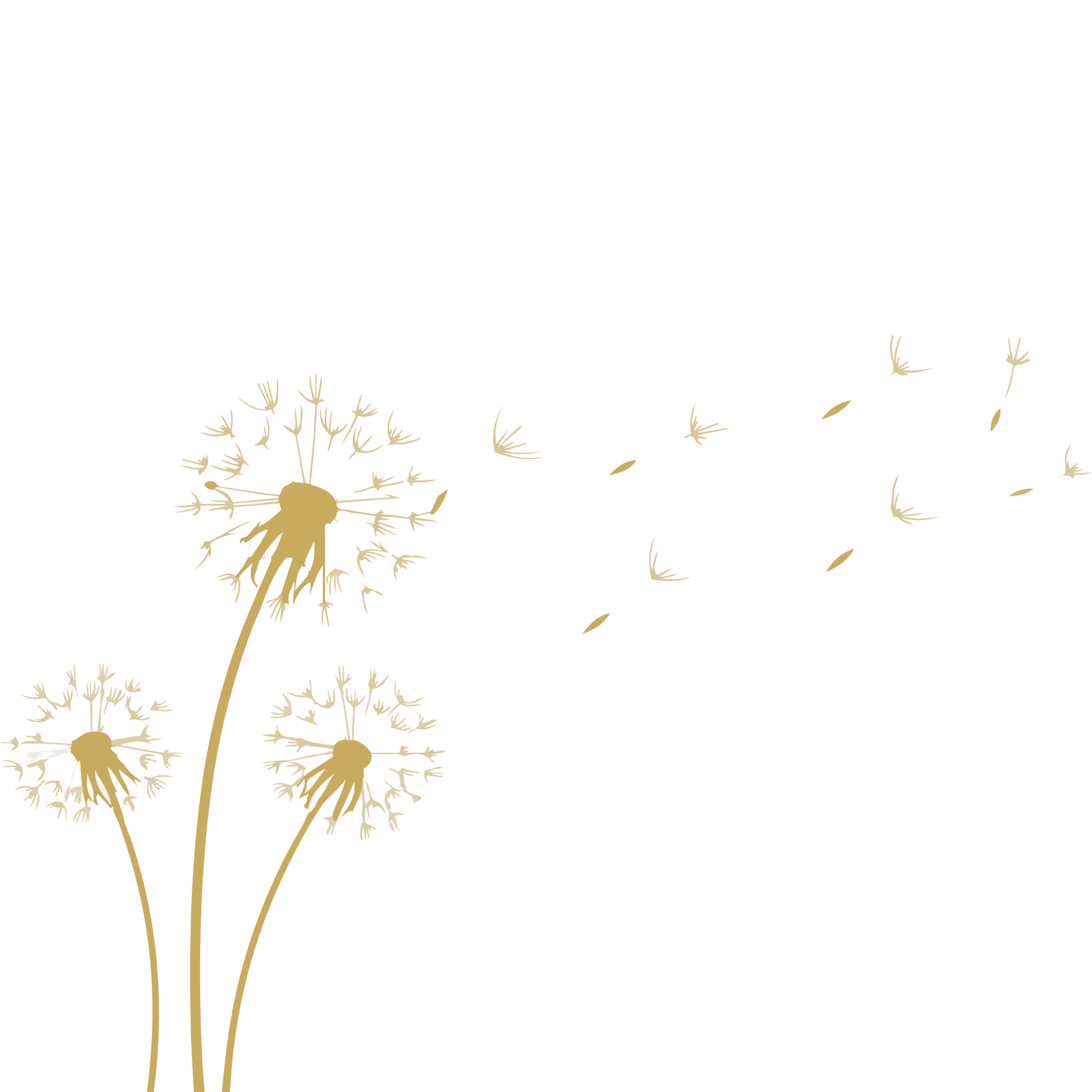 Golden dandelions blowing in the wind.