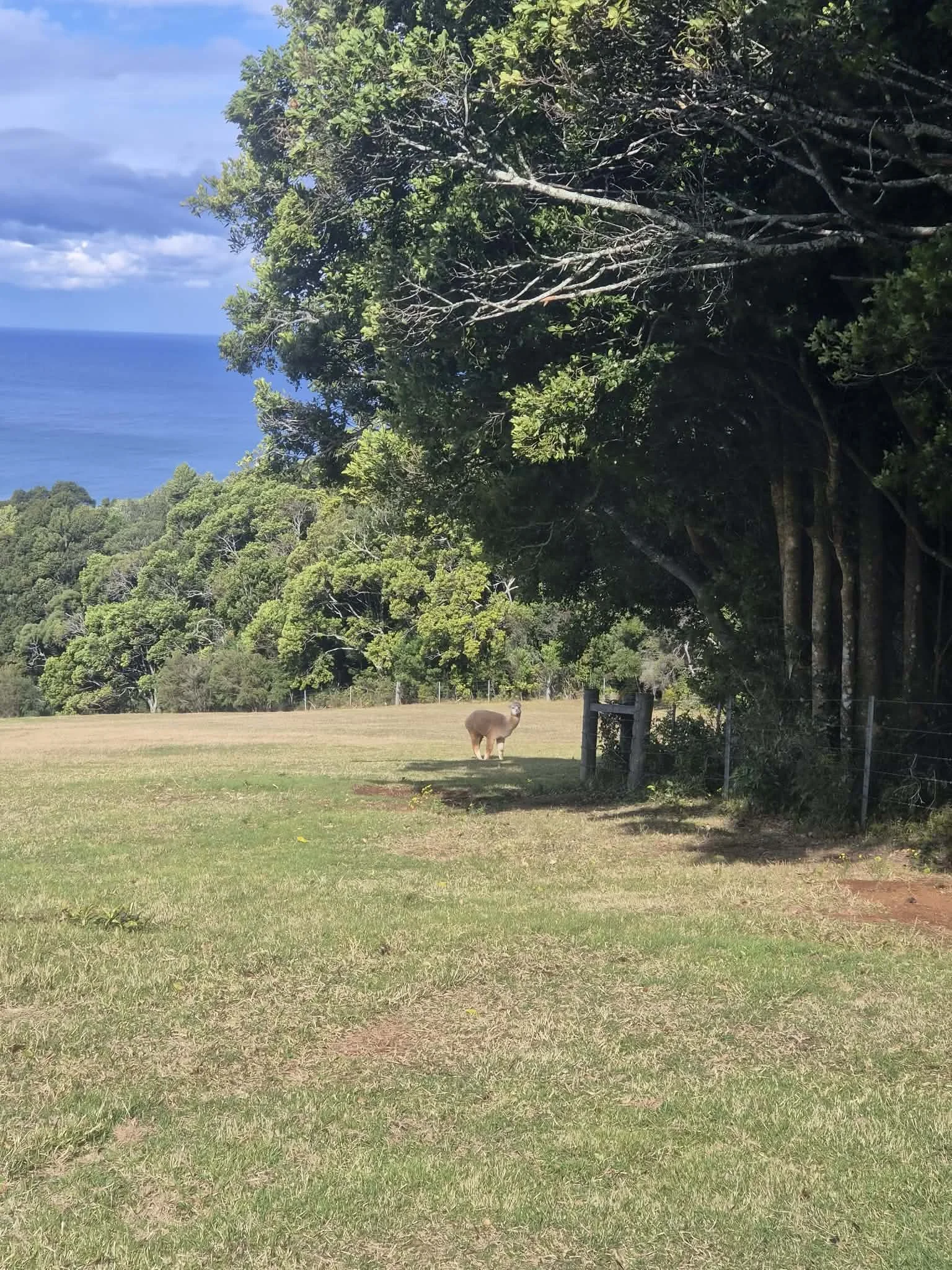 A grassy field with a llama, trees on the right, and the ocean in the background under a partly cloudy sky.
