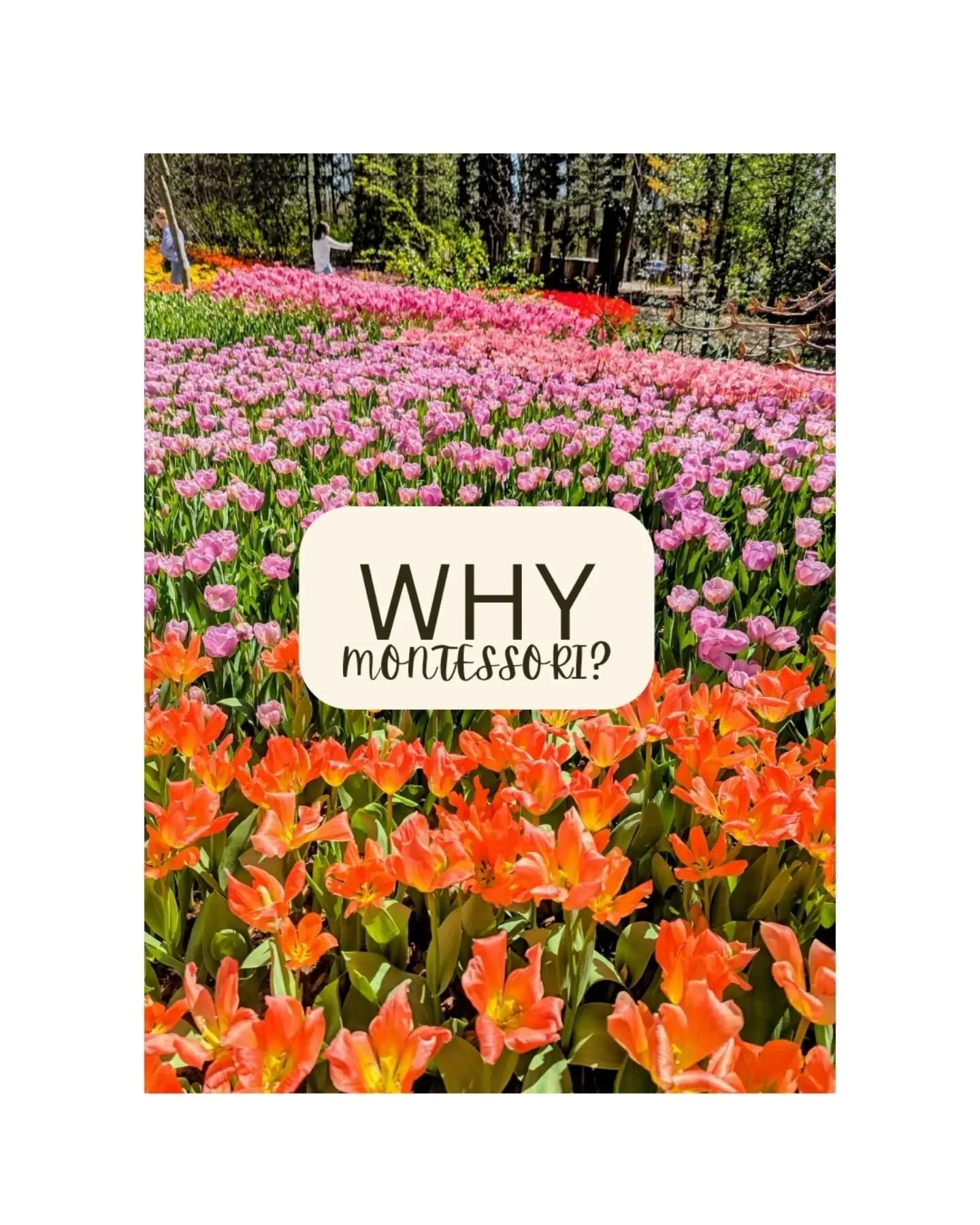 Why Montessori? 🌷

Because every child deserves to be seen, heard, and celebrated exactly as they are.

We believe in individualized learning that meets the child where they are, fostering independence from the very first day, keeping the child at t