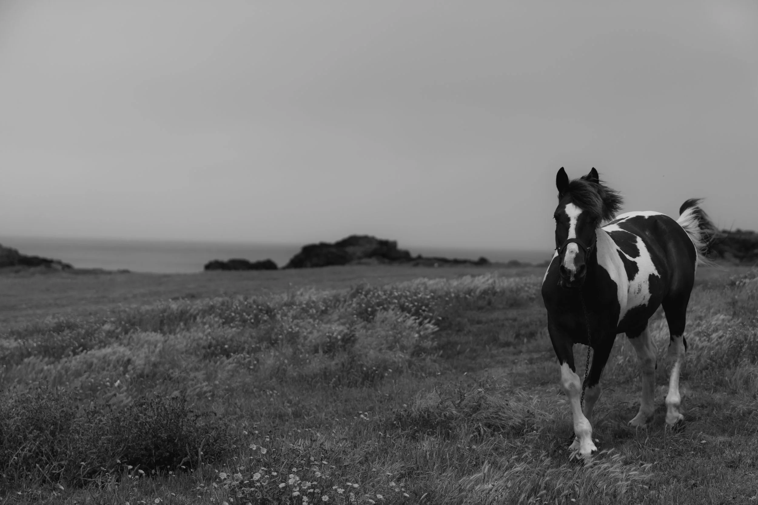 A black and white photo of a pinto horse standing in a grassy field near the coast with rocks and the ocean in the background.