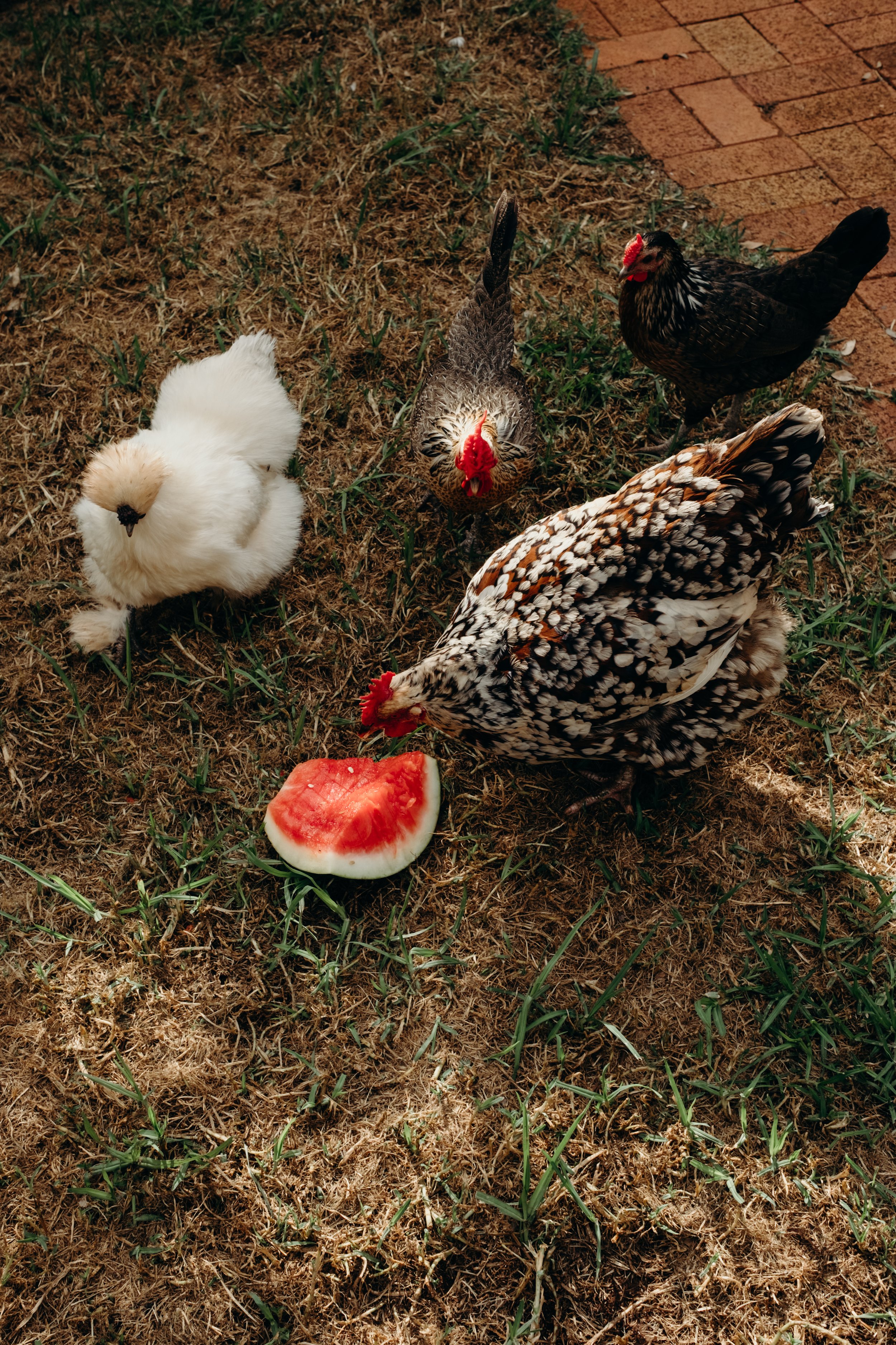 Katie-Jane, Peggy, Juniper-2.jpg