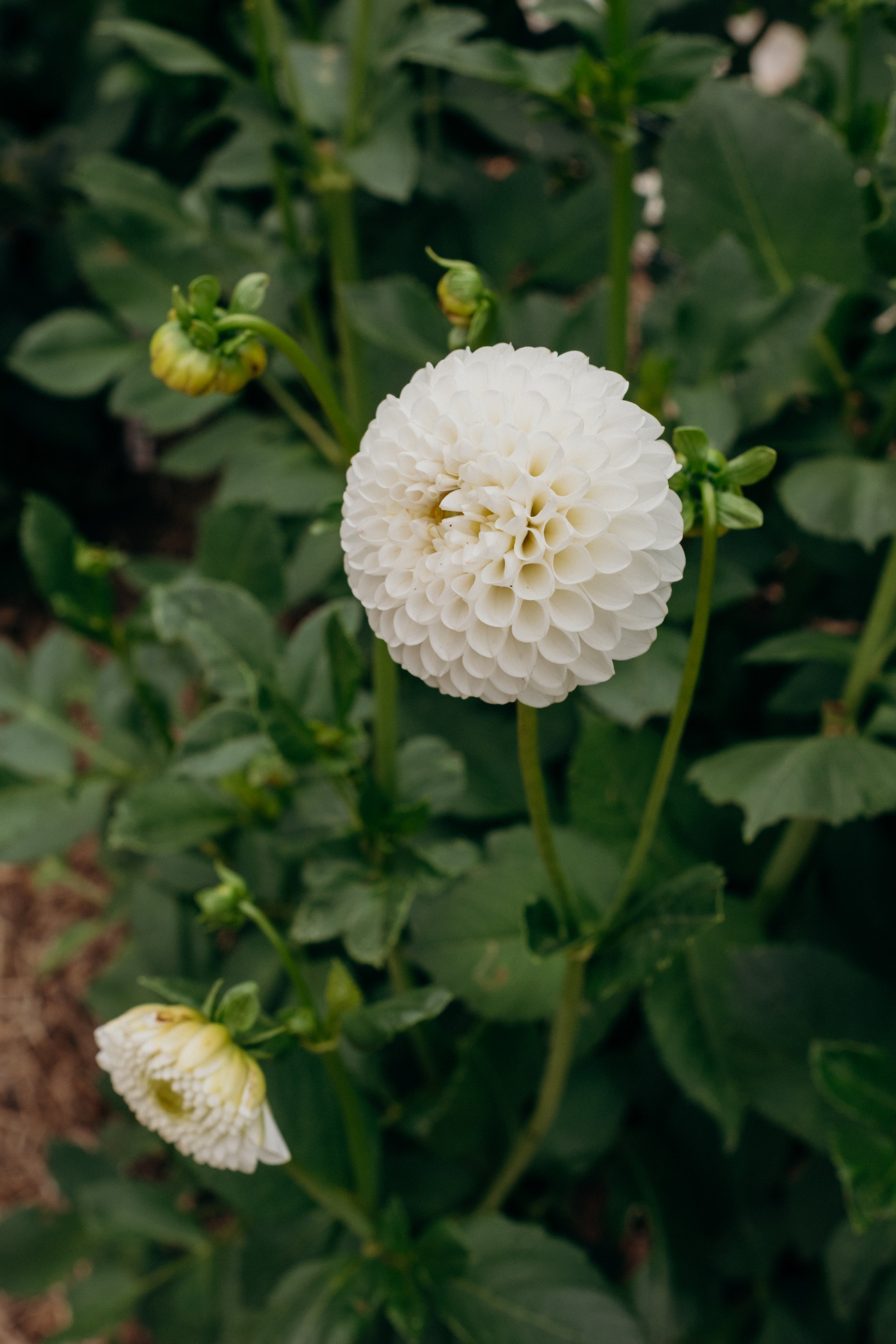 Katie-Jane Hannah - Bluebell Hollow (4 of 70).jpg