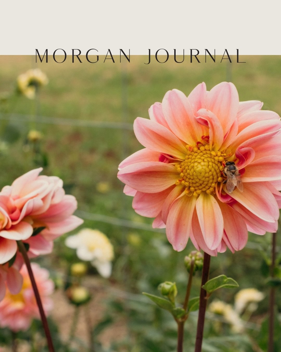 The vibes are high behind the scenes today. 
Rebuilding the MJ website, bringing clarity and sweet new offerings to you. 🌸

Chime in friends, do you like slide 1 or 2?

#morganjournal #lifestylephotographer #creativebrandphotographer #motherhoodphot