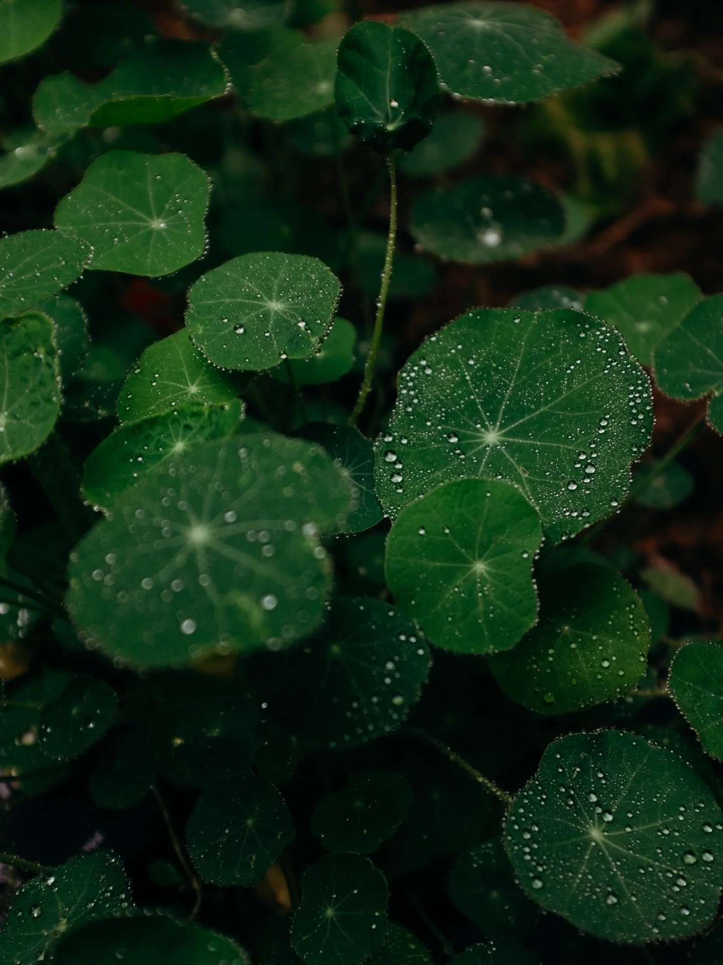 Our garden, in the rain. 🍃

I love studying droplets on leaves and petals. Walking in my gumboots along new pathways, created with reclaimed materials, watching the shadows and silvery light. 

It&rsquo;s a form of meditation, being the quiet observ