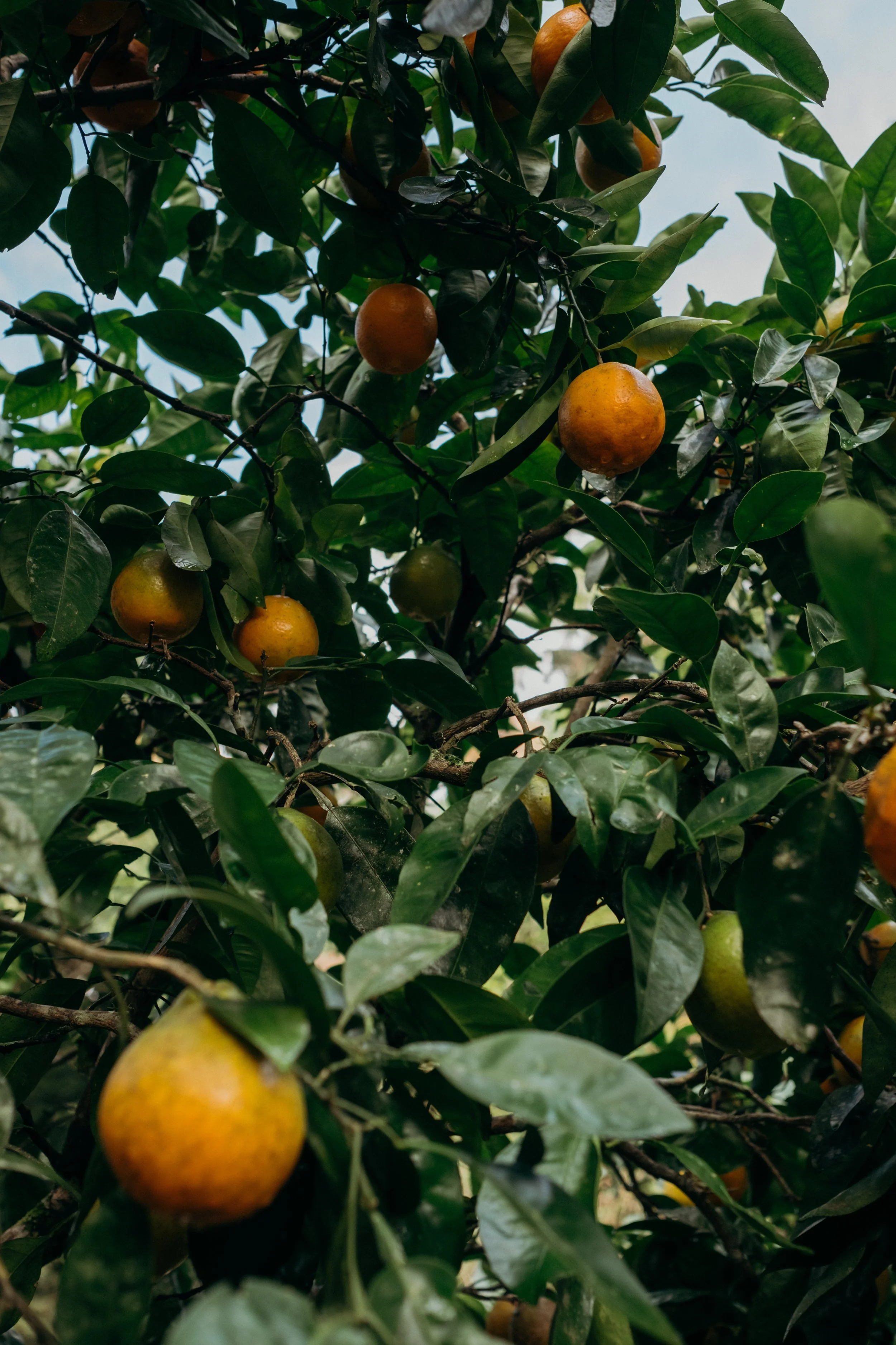 MJ x HP Web Res (9 of 69).jpg