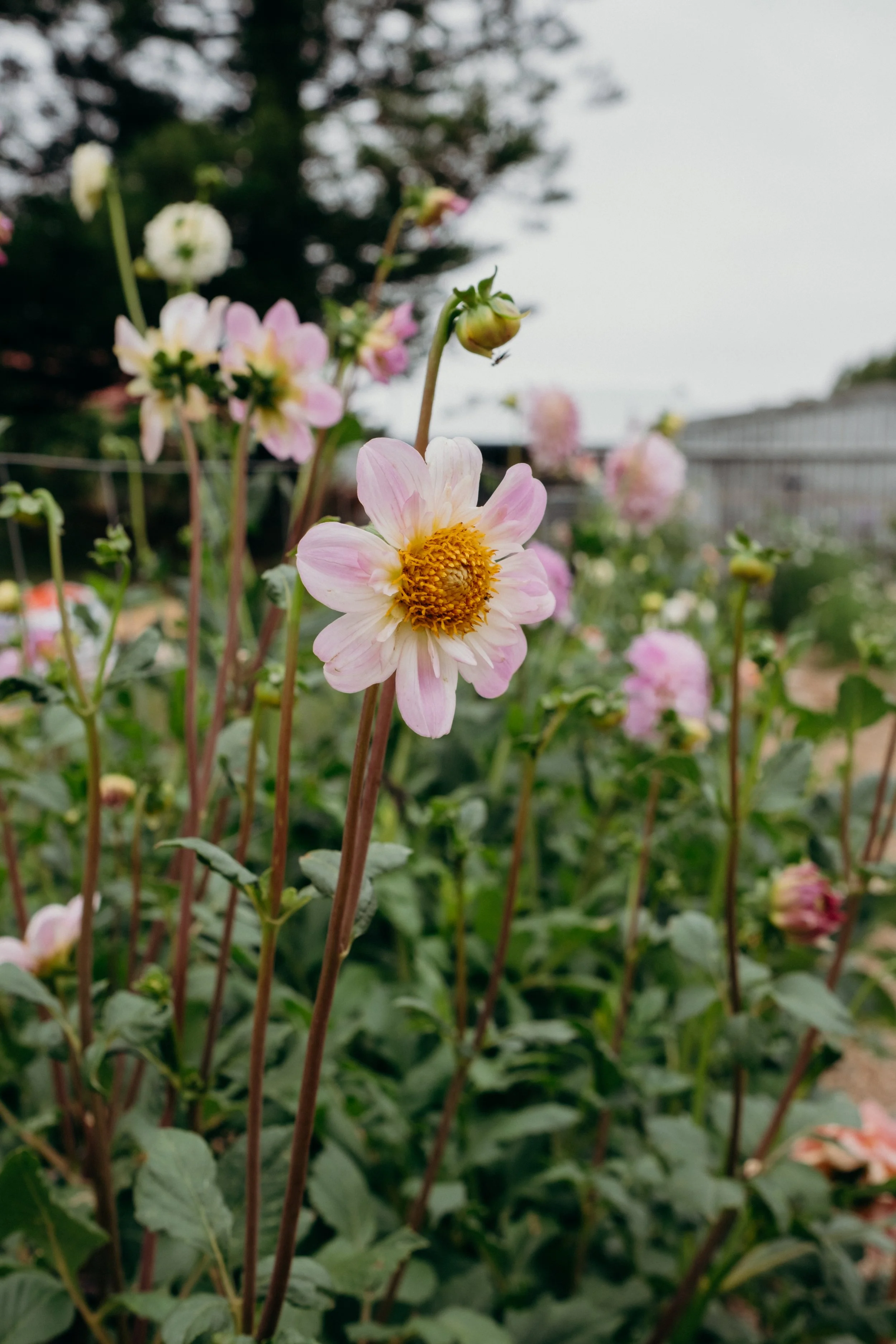 Katie-Jane Hannah - Bluebell Hollow (1 of 70).jpg