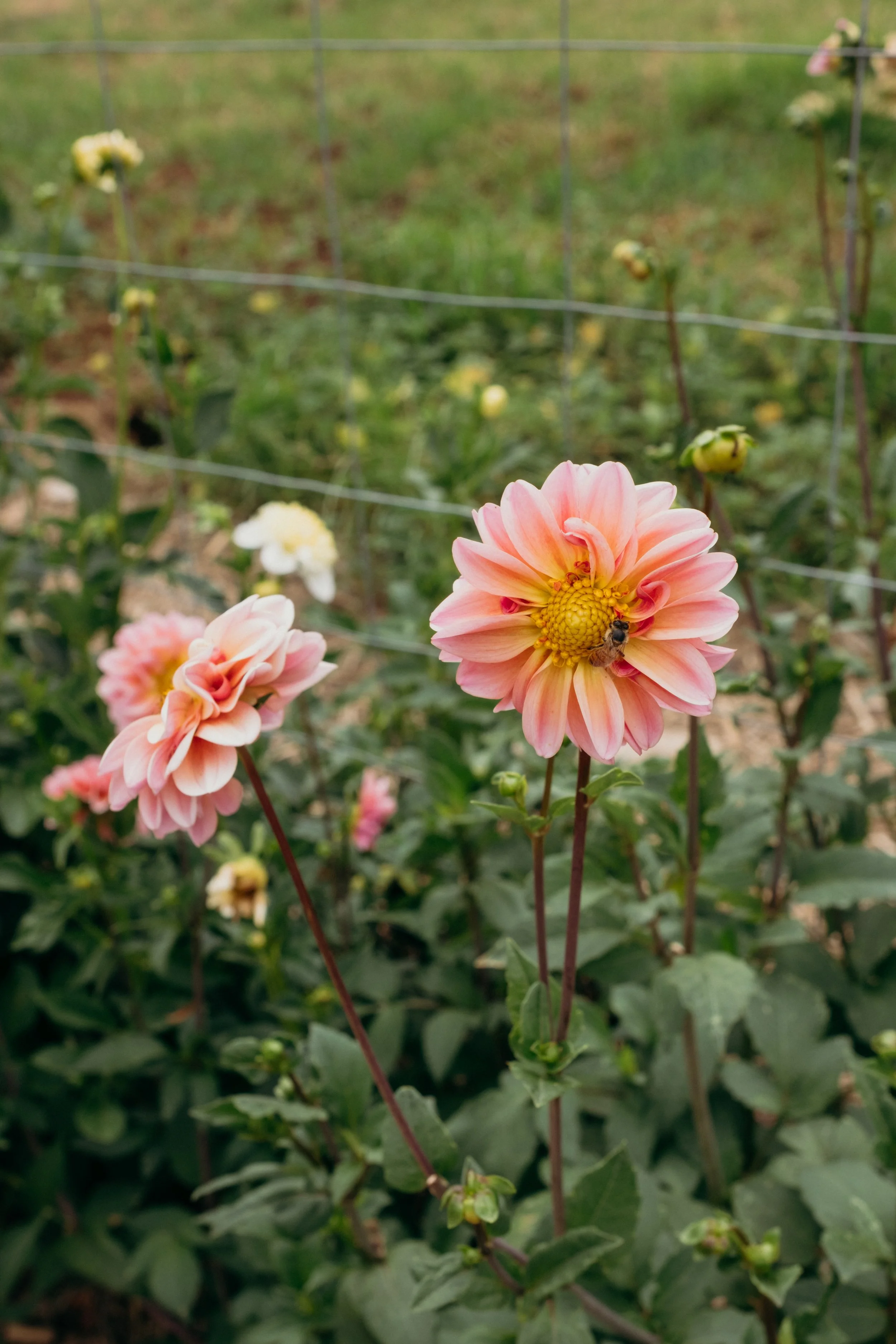 Katie-Jane Hannah - Bluebell Hollow (52 of 70).jpg