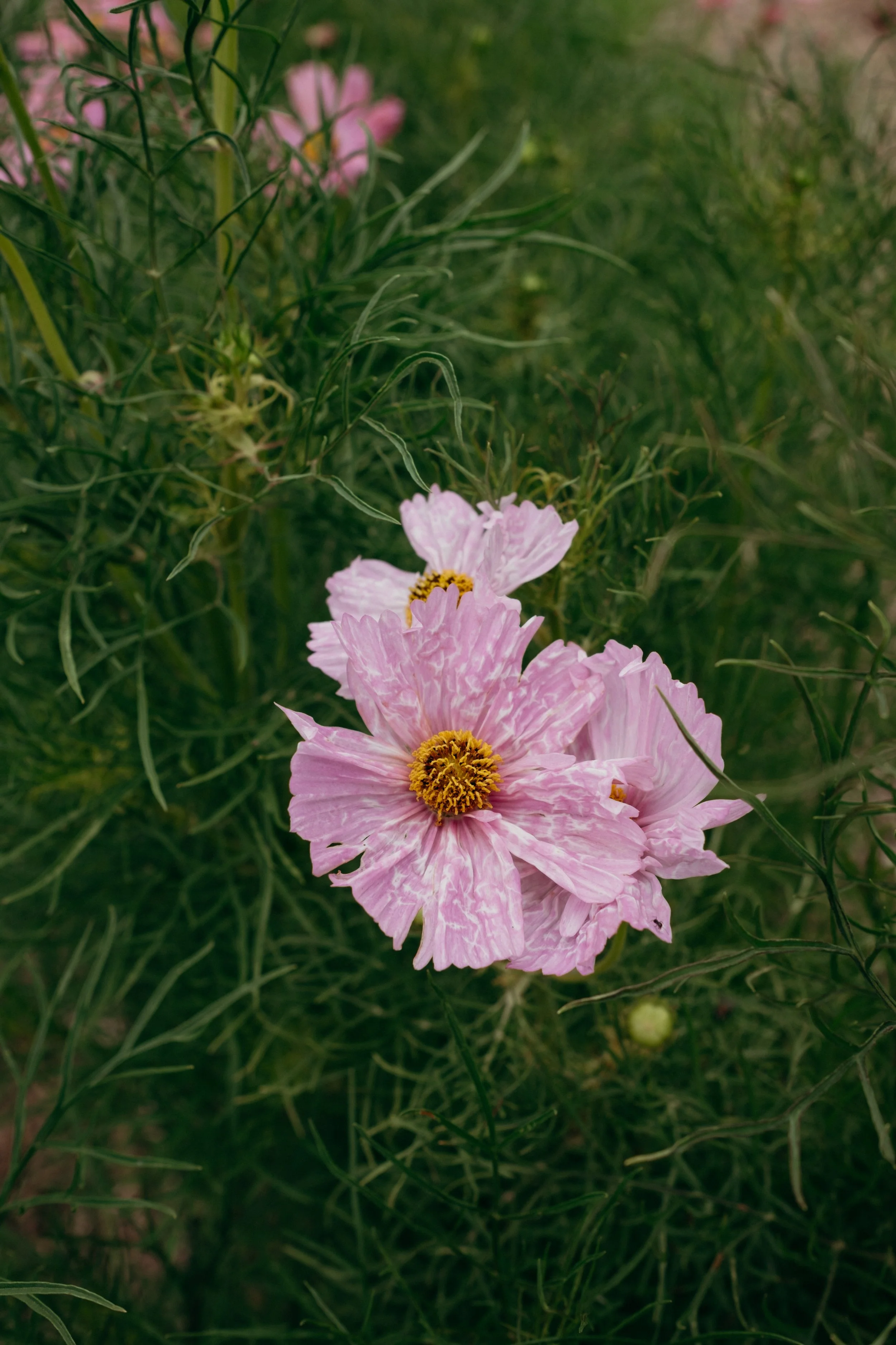 Katie-Jane Hannah - Bluebell Hollow (17 of 70).jpg