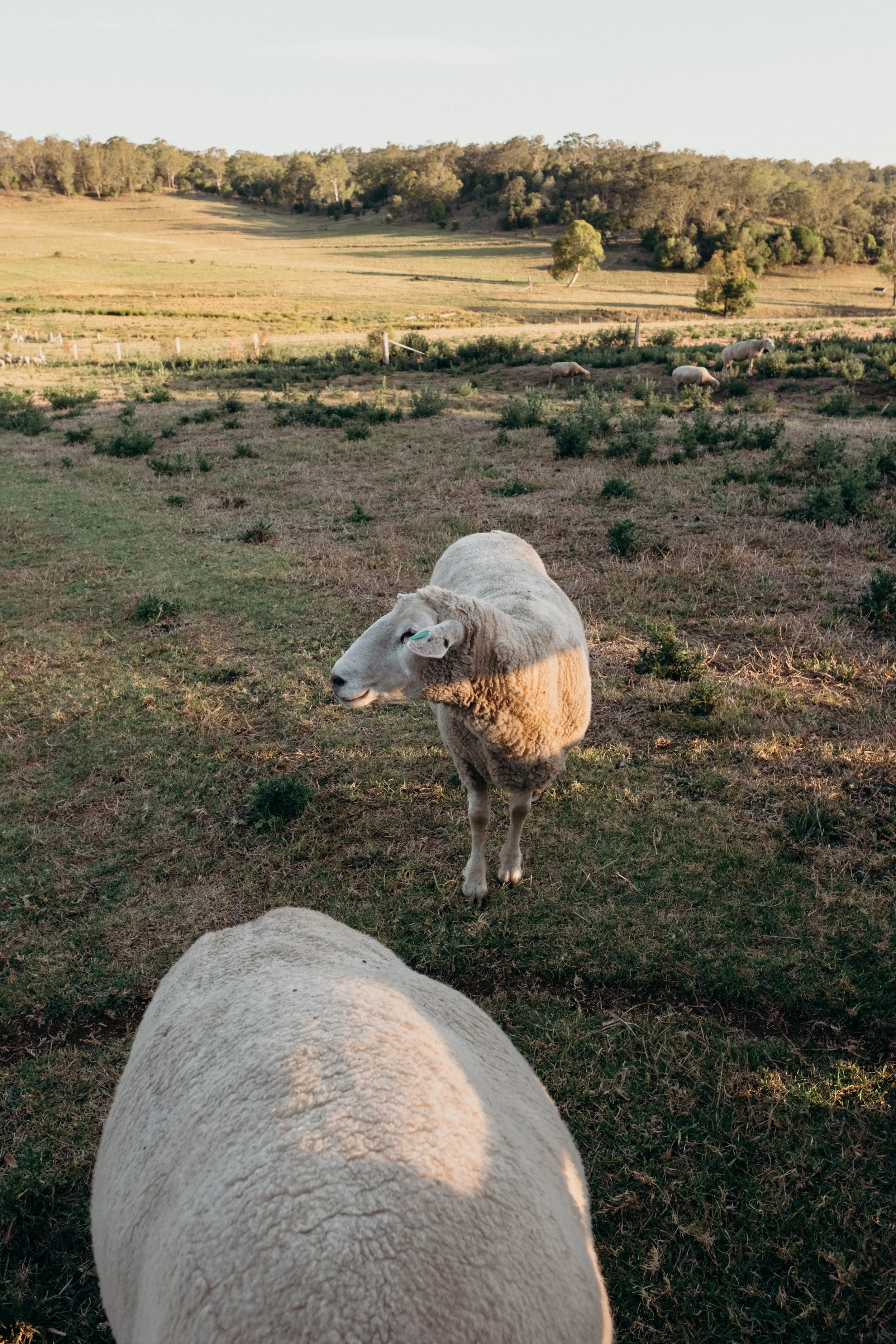 Bunnyconnellen (41 of 49).jpg