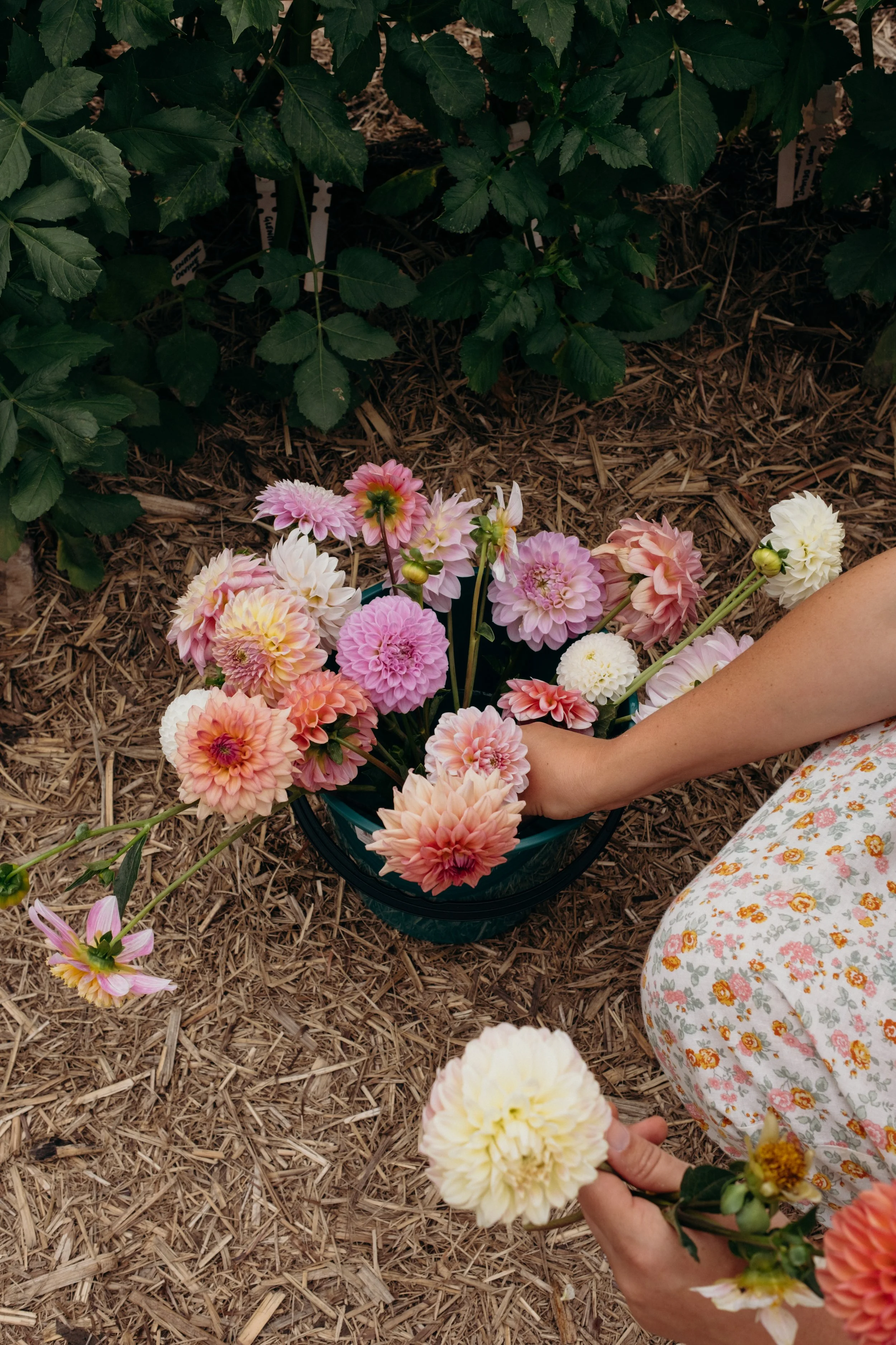 Katie-Jane Hannah - Bluebell Hollow (55 of 70).jpg