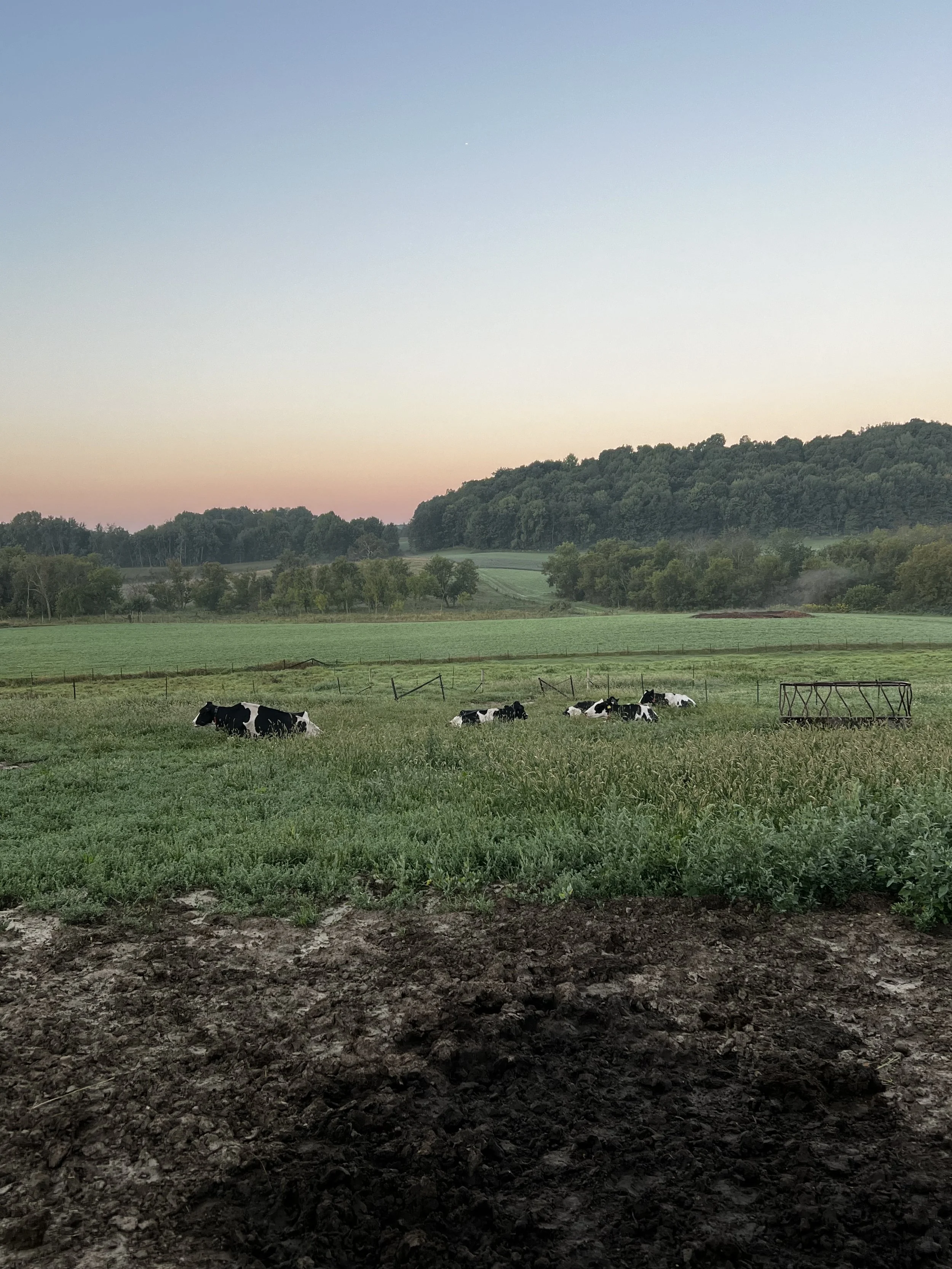 Cows grazing on a farm field at sunset, with mountains and trees in the background.