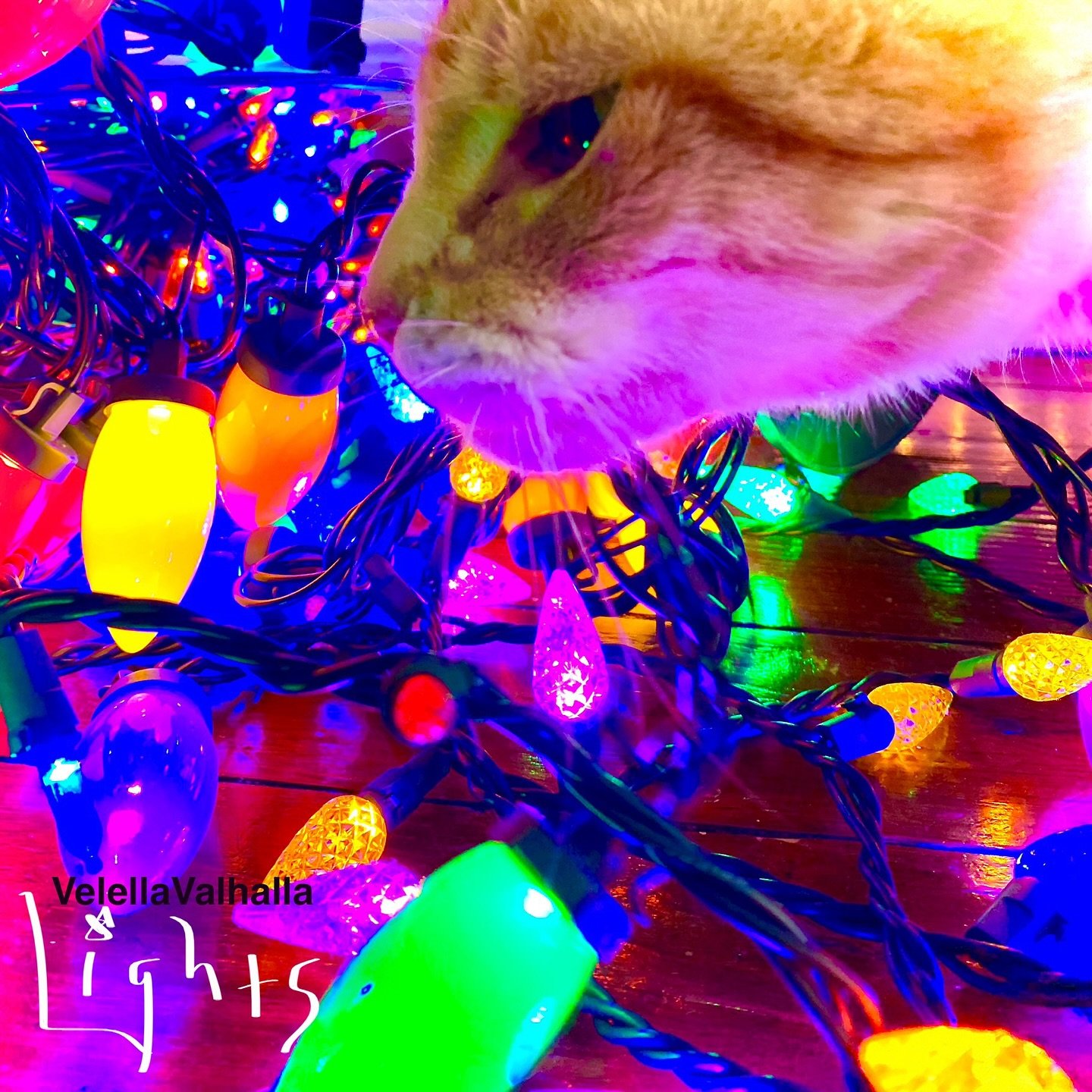 Whats your favorite holiday decoration??? 

#holidaylights #lights #baltimorelights #baltimore #xmas #xmaslights #whatsyourfav #velellavalhalla #baltimorebands #baltimorechristmas #baltimoreband #34thstreet #hampdenlights #flamingolights #flyingchris