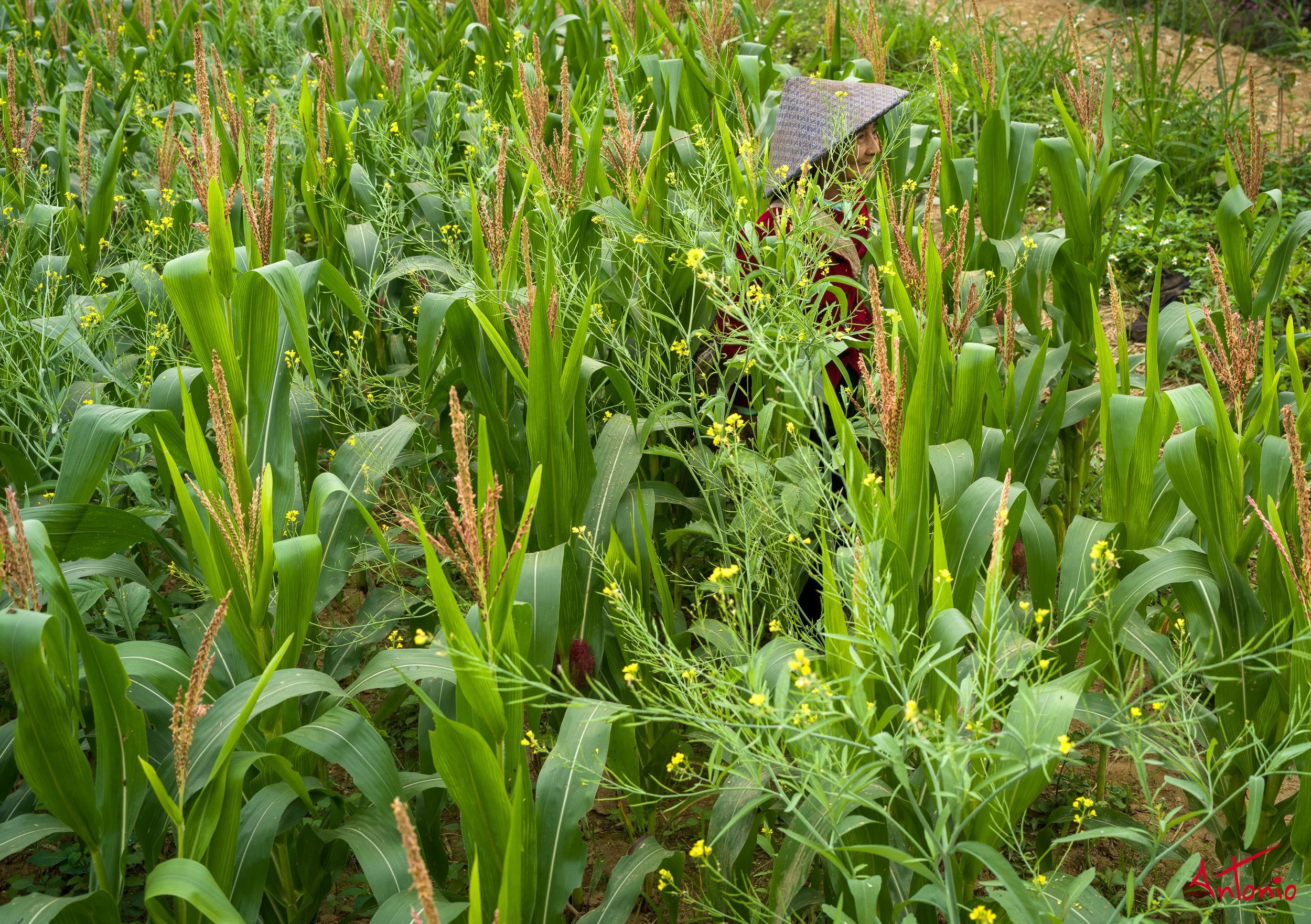 20260204_093516 B0013933-2 Ban Cong, Vietnam.jpg