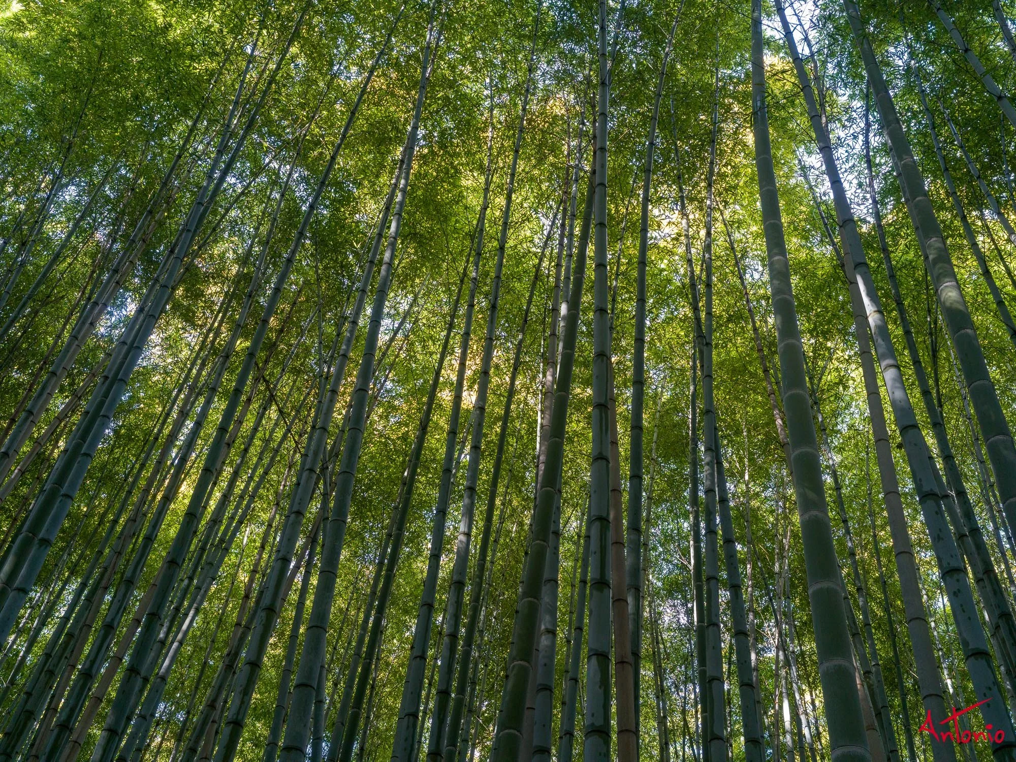 20240104_124726 B0001905 Kyoto.jpg