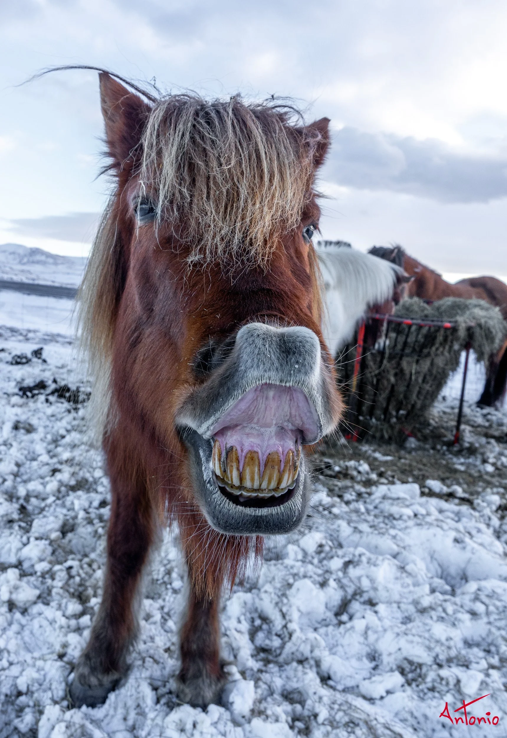 20150120_140106 Islandia.jpg