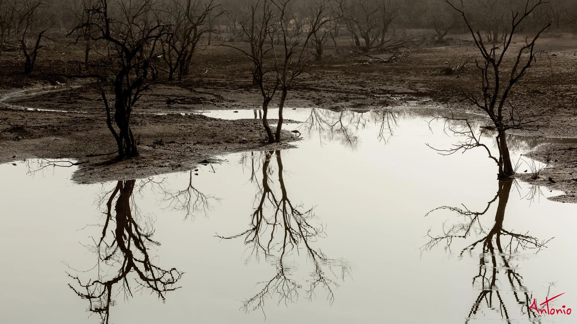 20121128_084320 Ranthambhore.jpg