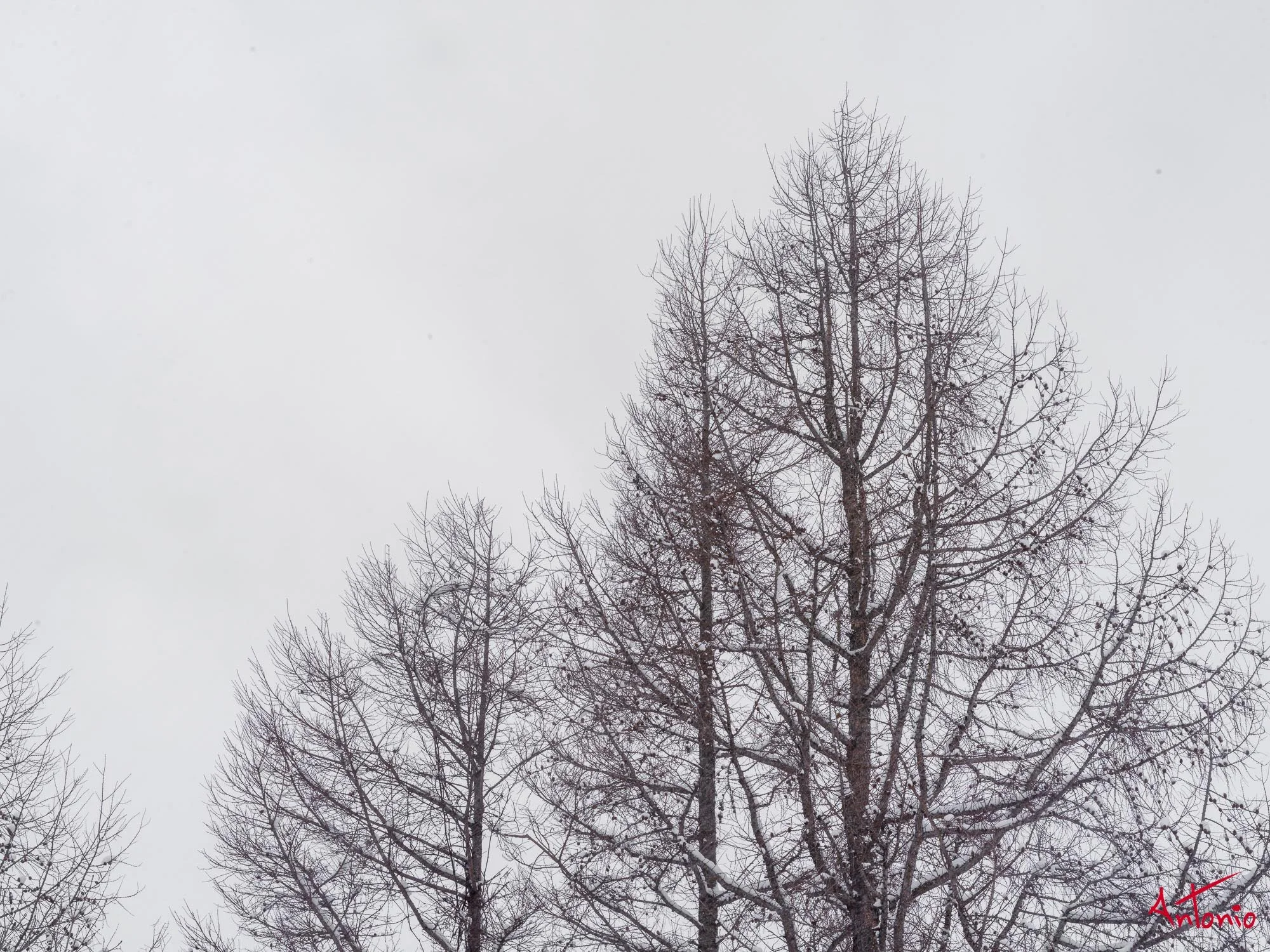 20240116_121609 B0004487 Hokaido.jpg