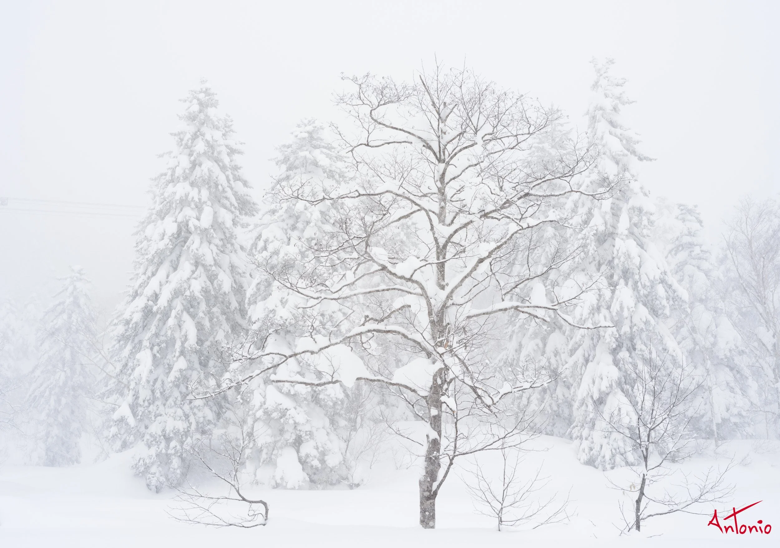 20240109_211204 B0003331 Hokaido, Japan.jpg