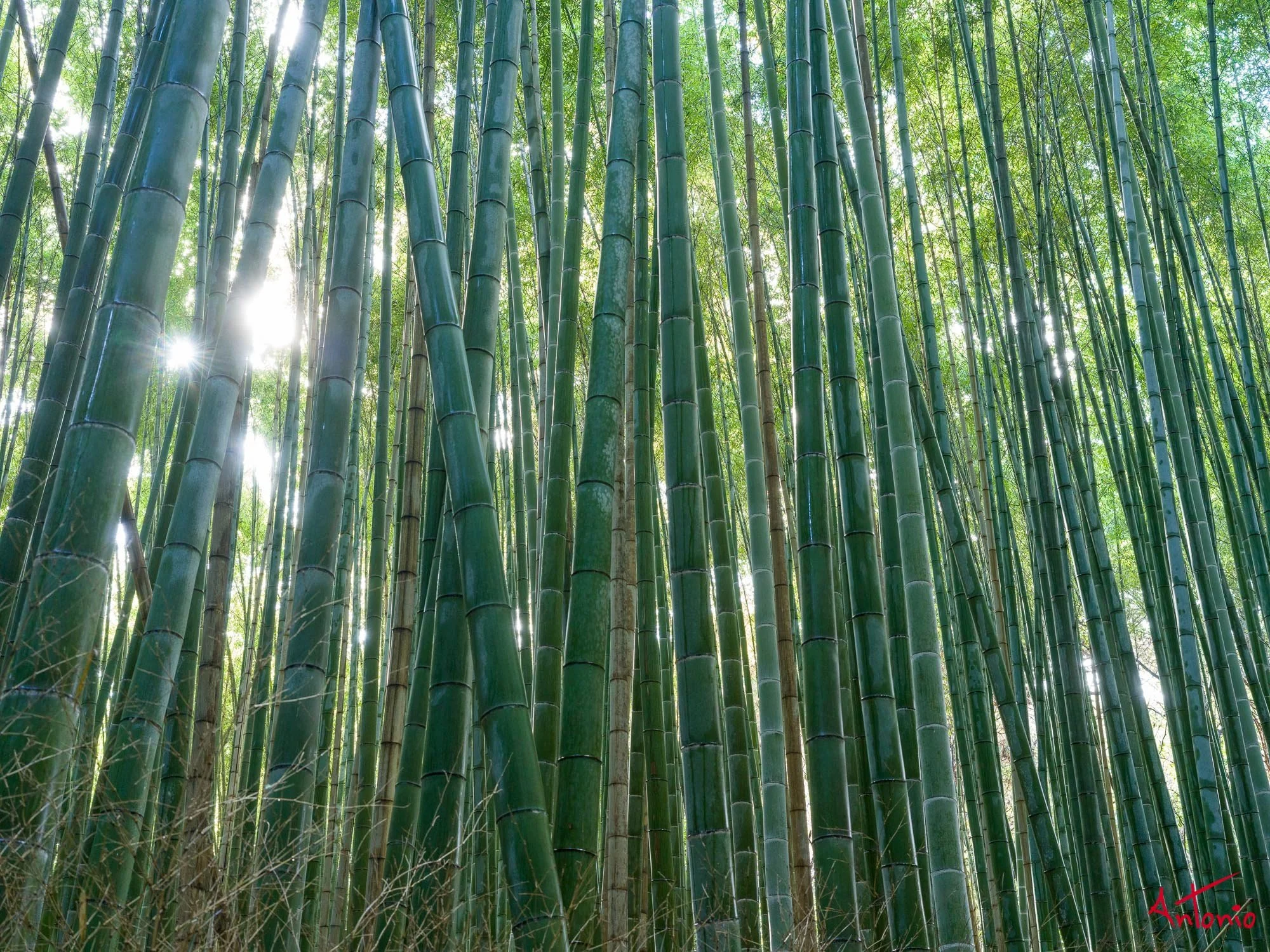 20240104_121740 B0001882 Kyoto.jpg